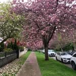 Discover Persian Vancouver gardi – Top Discover Vancouver in Vancouver
