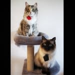 Discover Persian Cats Rule Here – Top Lifestyle in Vancouver