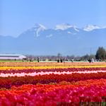 Discover Persian Ali Haghighatjoo – Top Photographer & Videographer in Vancouver