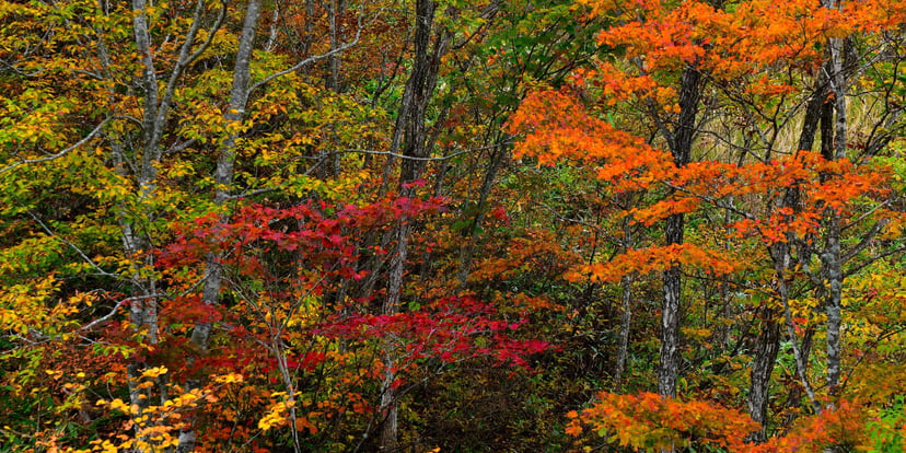 Hutan Hakuba di musim gugur dengan daun merah, jingga, dan kuning