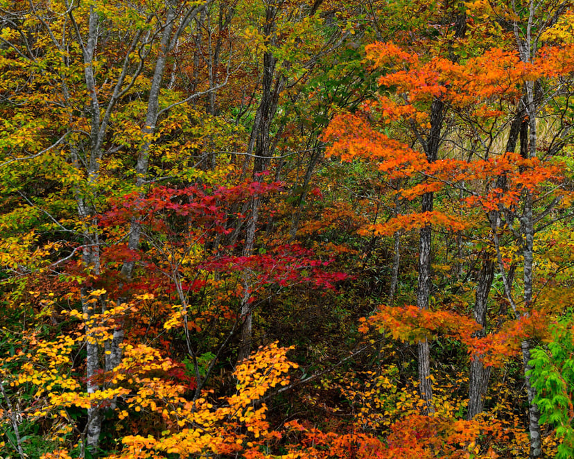 Hutan Hakuba di musim gugur dengan daun merah, jingga, dan kuning