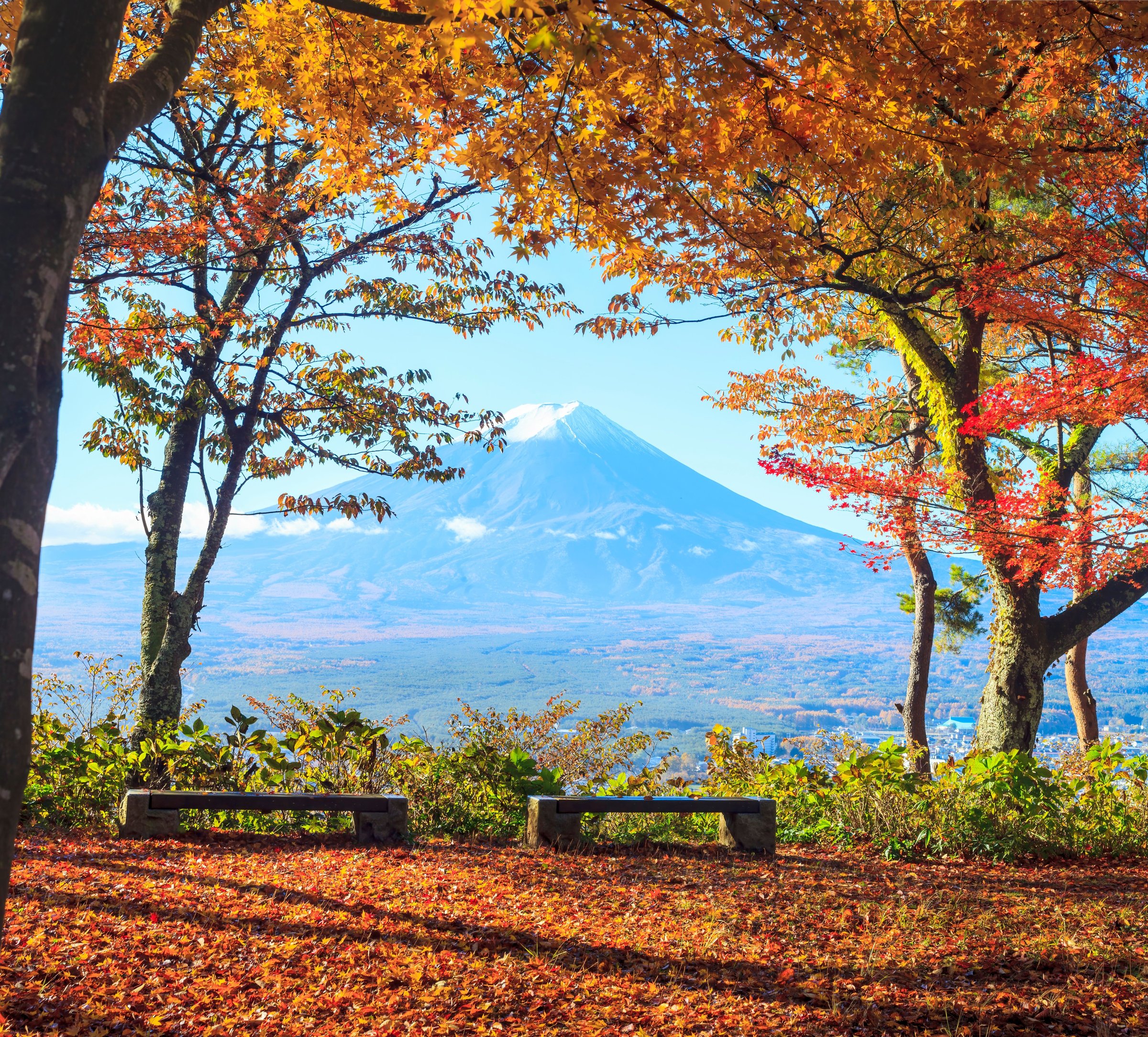 Gunung Fuji dilihat dari balik pepohonan maple jingga di musim gugur