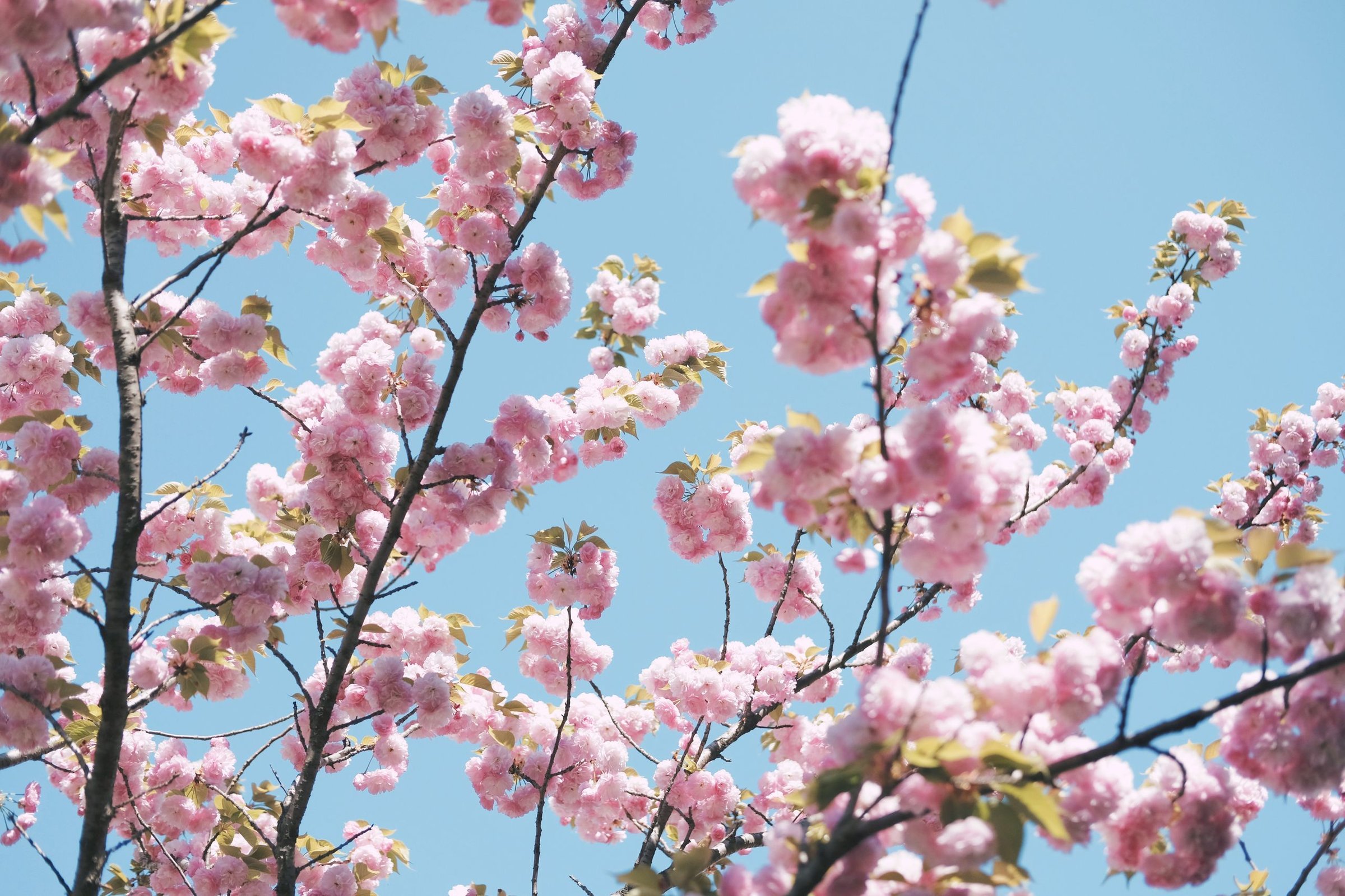 musim semi di Hokkaido, Jepang