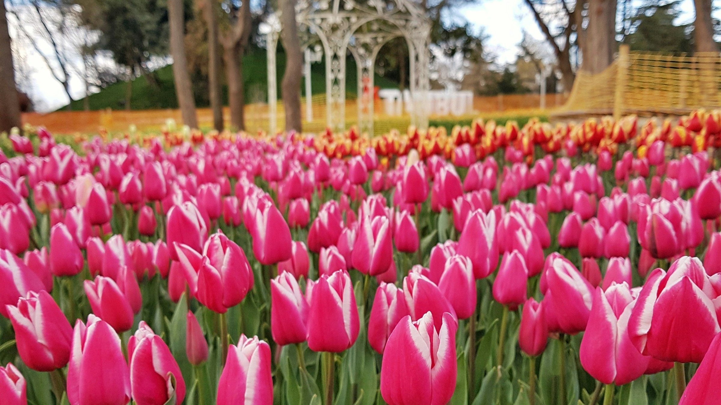 Hamparan tulip merah muda dan merah di taman Emirgan Istanbul saat musim semi dengan paviliun putih dan tulisan ISTANBUL di latar di antara pepohonan