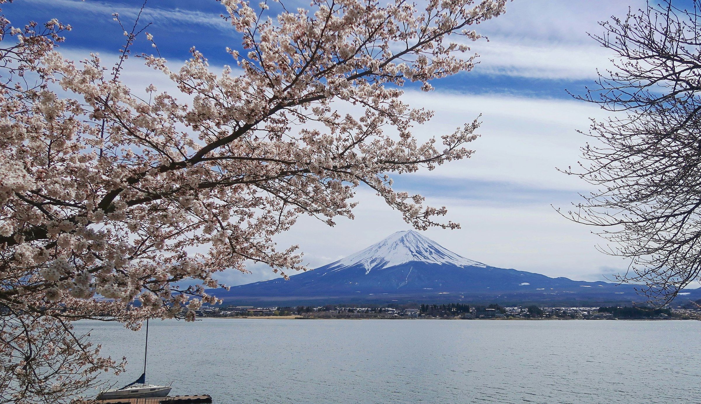 Gunung Fuji bersalju terlihat di seberang Danau Kawaguchiko, dibingkai dahan sakura merah muda yang mekar penuh di musim semi dengan langit biru cerah