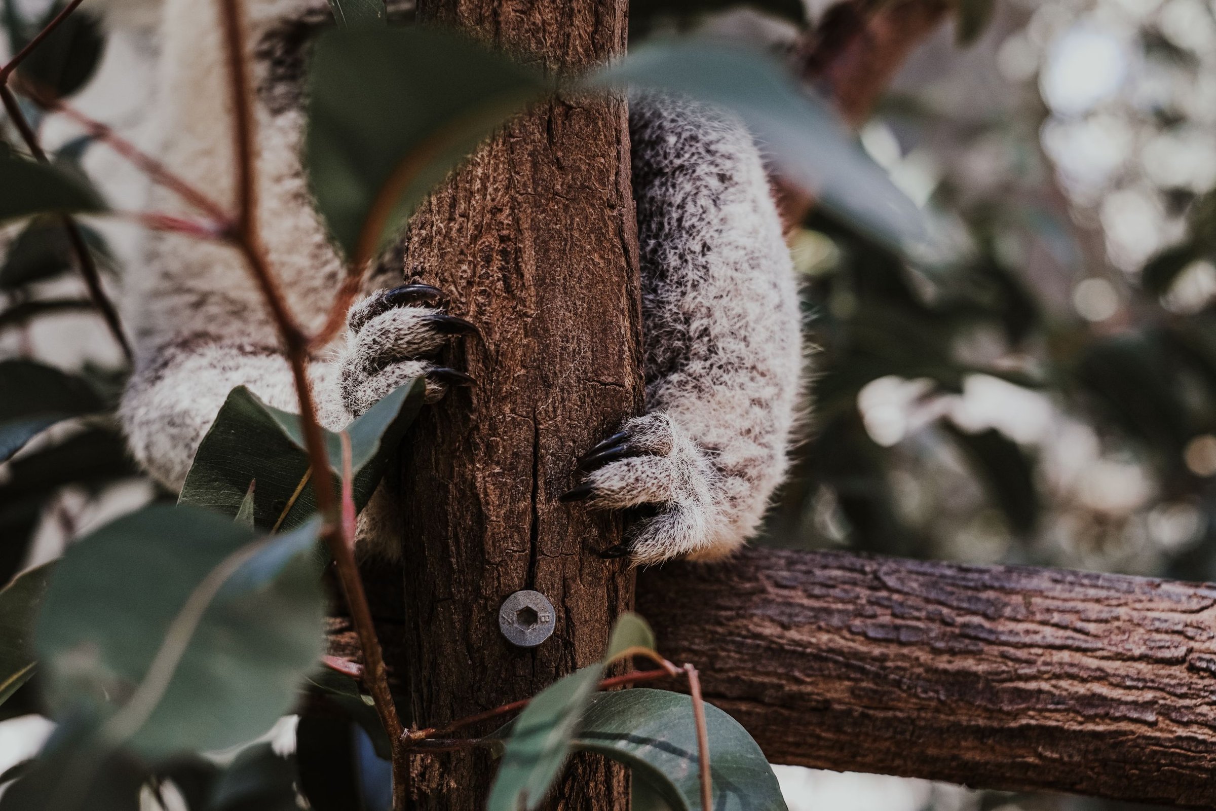 Koala bergelantung di dahan pohon eukaliptus
