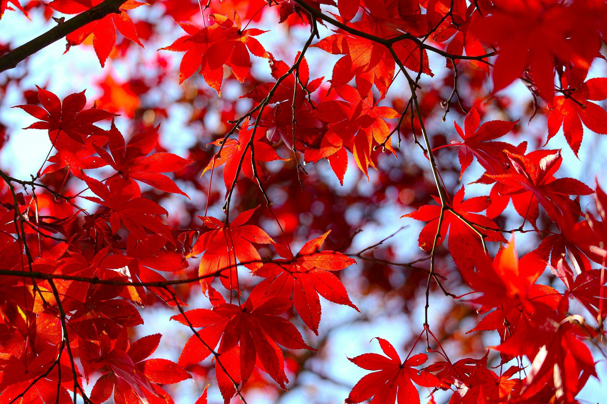 Close-up dedaunan maple Jepang merah menyala di cabang pohon pada musim gugur, dengan latar langit cerah lembut di belakangnya