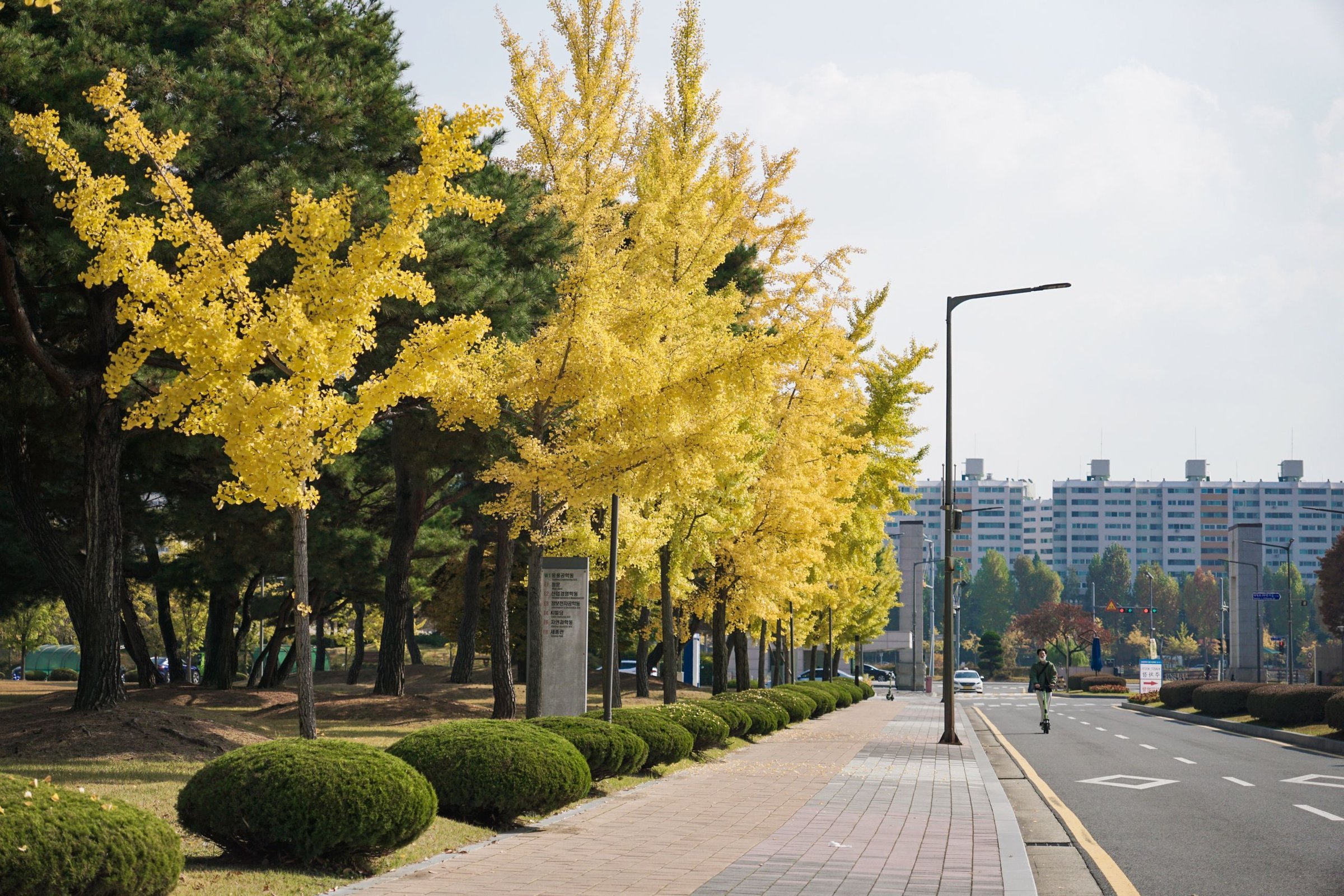 Deretan pohon ginkgo keemasan di Korea saat musim gugur