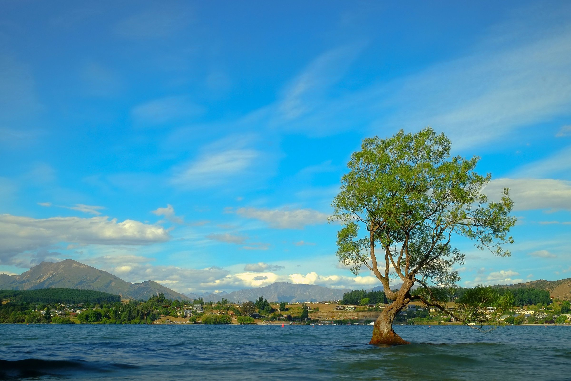 Lone Tree Wanaka, pohon willow tunggal berdaun hijau yang tumbuh di air Lake Wanaka