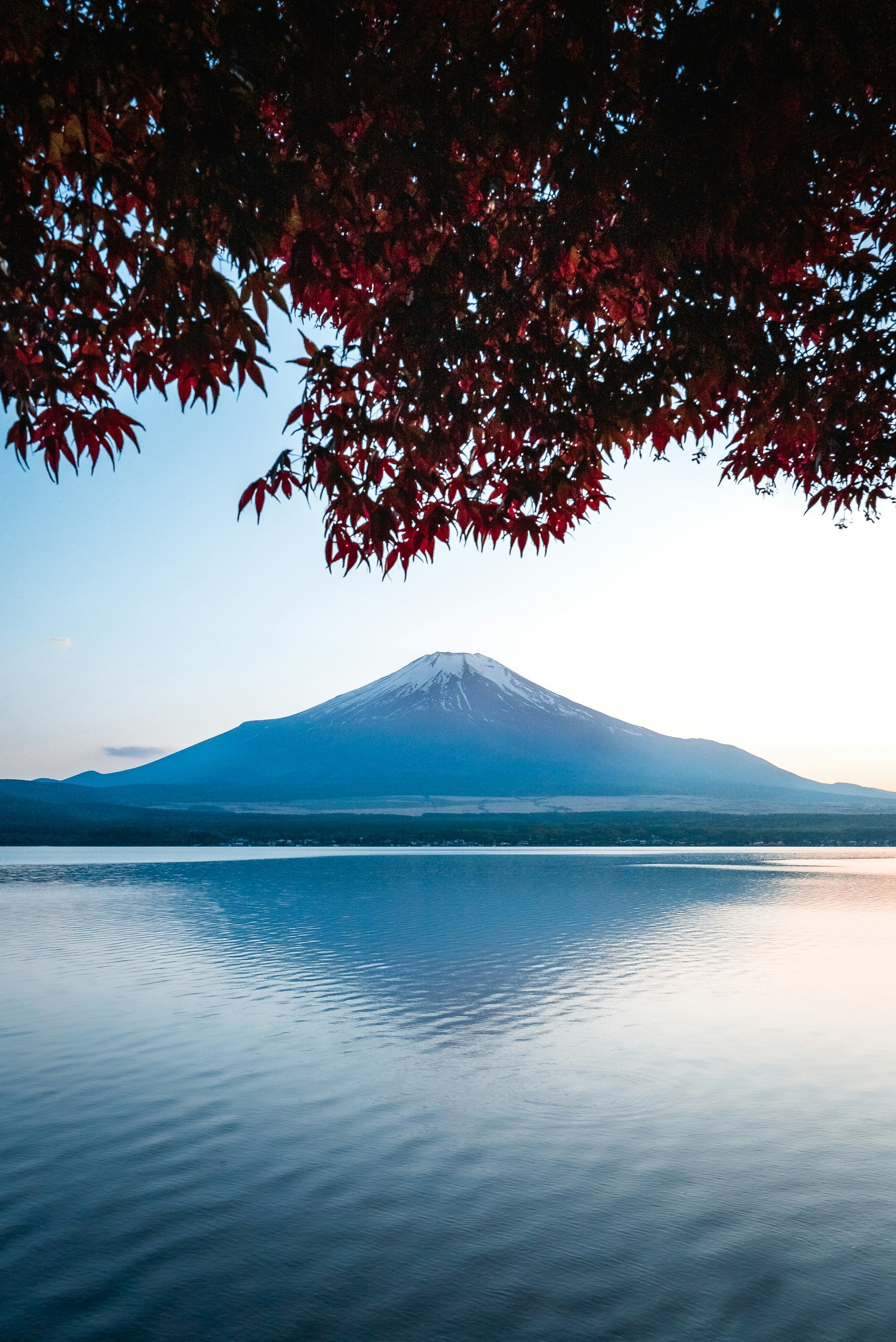 Mount Fuji terpantul di danau dengan daun maple merah membingkai dari atas.