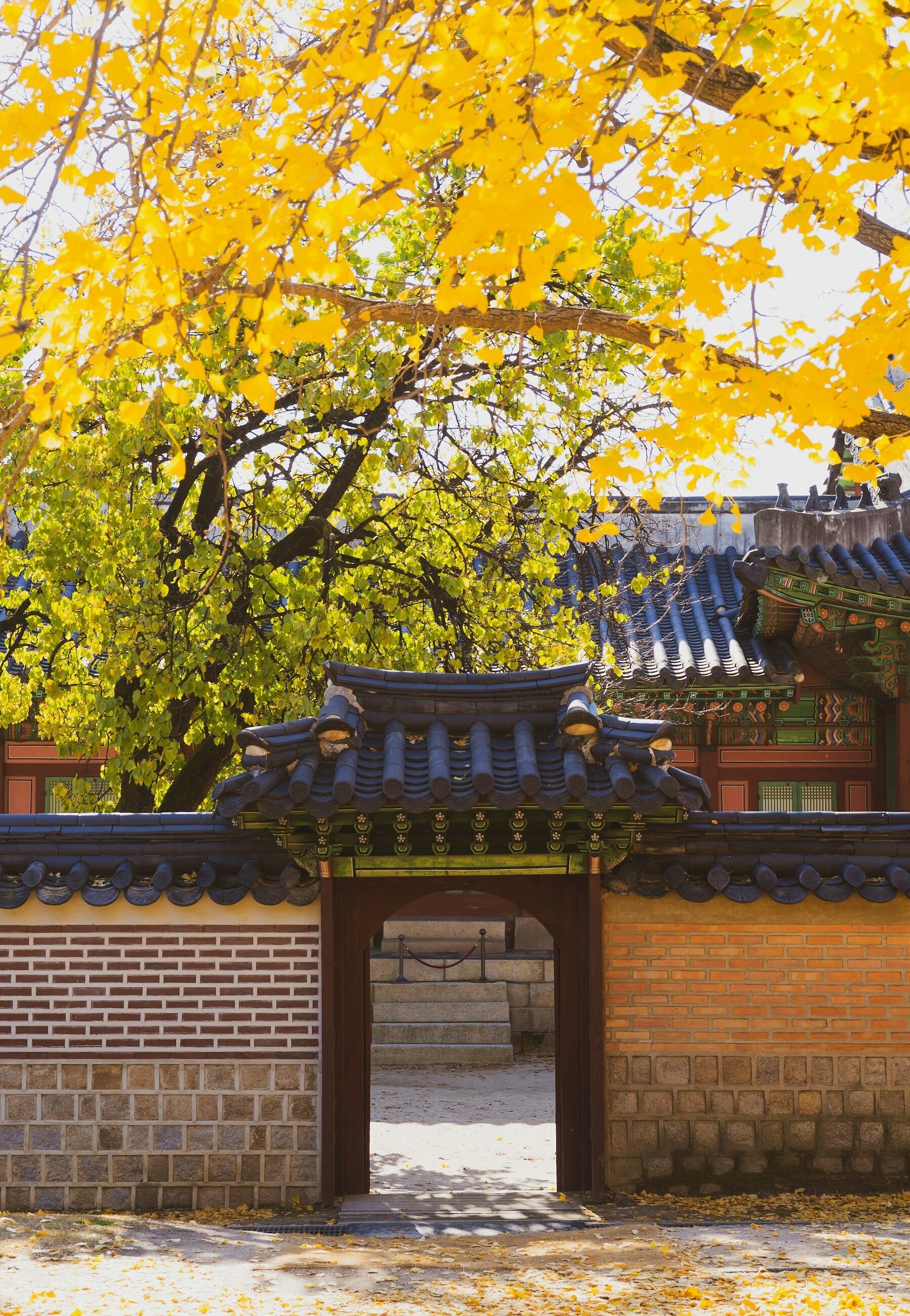 Ginkgo emas & dinding hanok