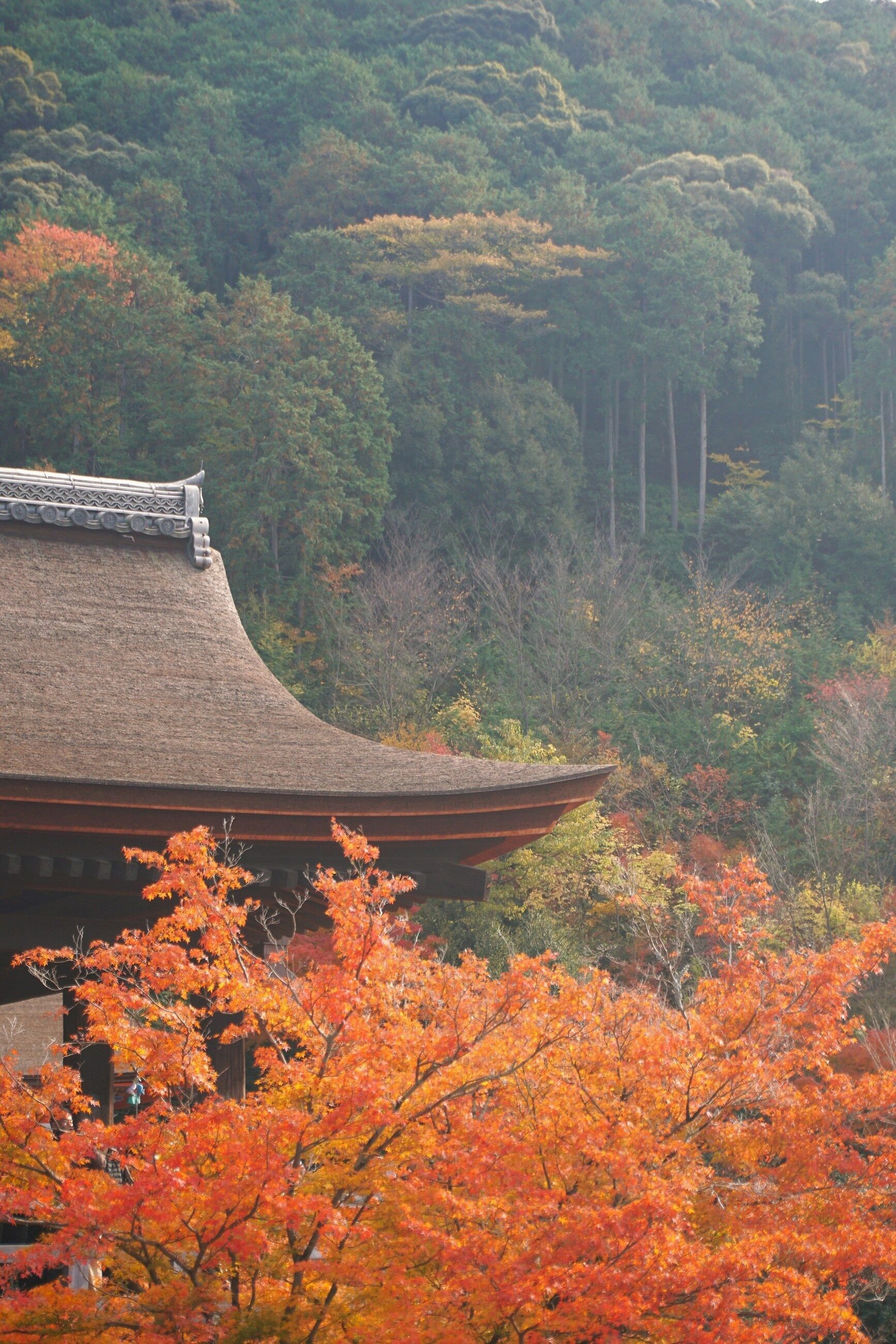 Kuil Jepang dengan maple musim gugur