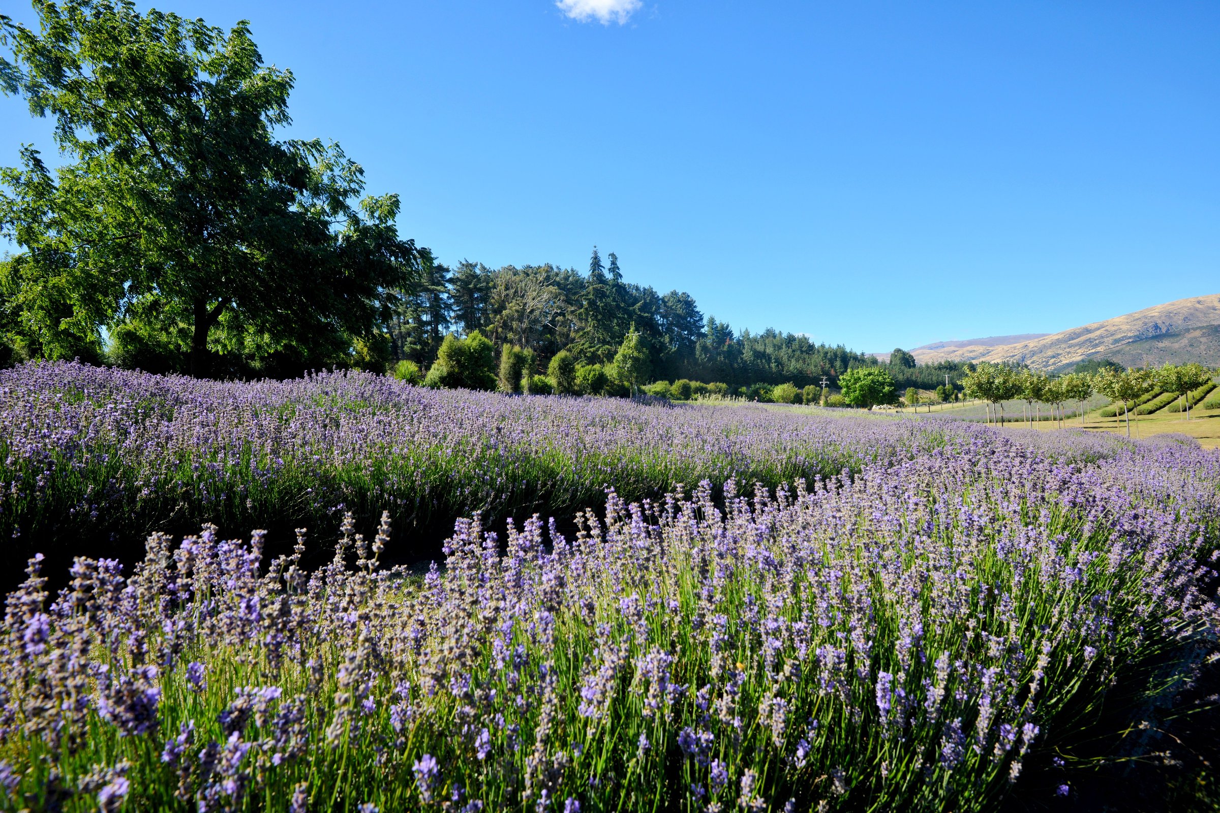 Ladang lavender ungu mekar di Wanaka Lavender Farm dengan perbukitan hijau di latar