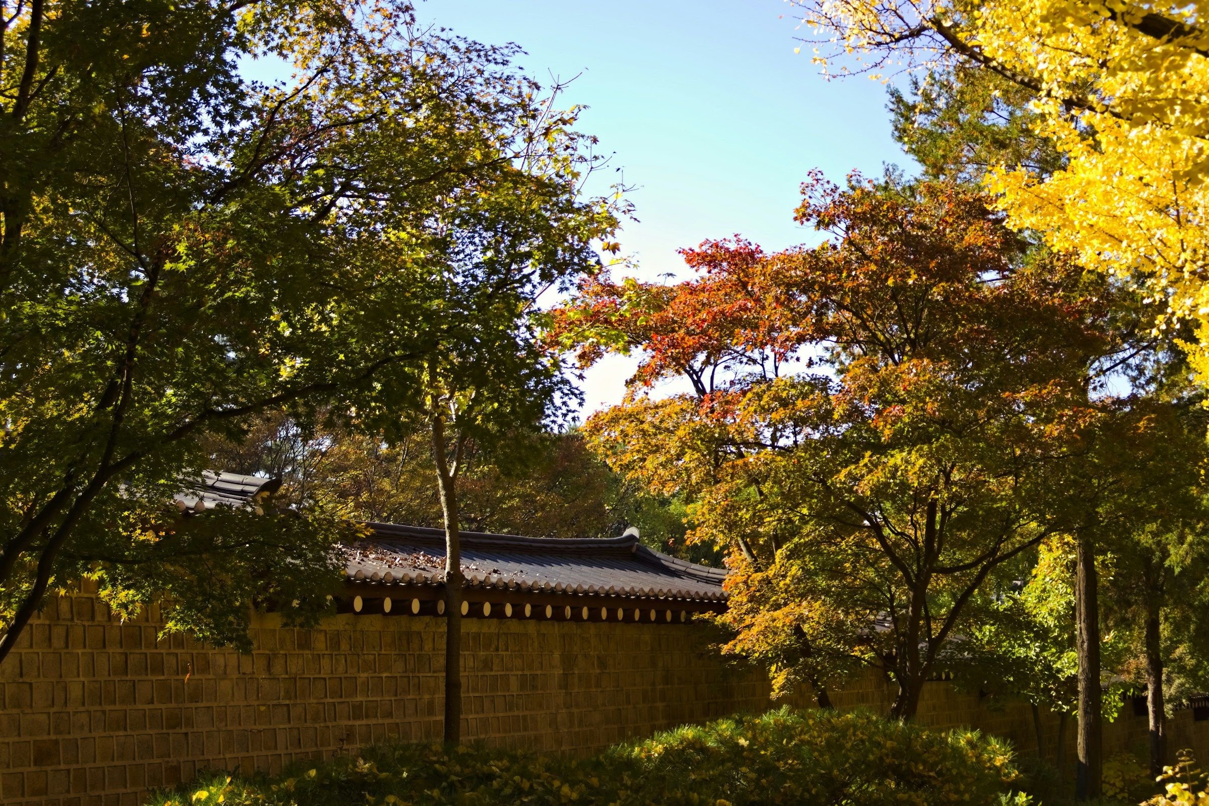 Tembok istana tradisional Korea dengan dedaunan ginkgo kuning dan maple merah saat musim gugur.