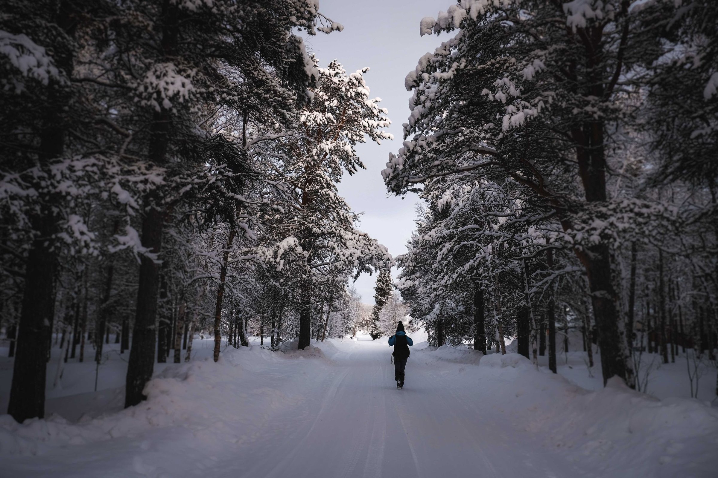 Hutan Bersalju: Jalan santai menembus hutan bersalju Lapland.