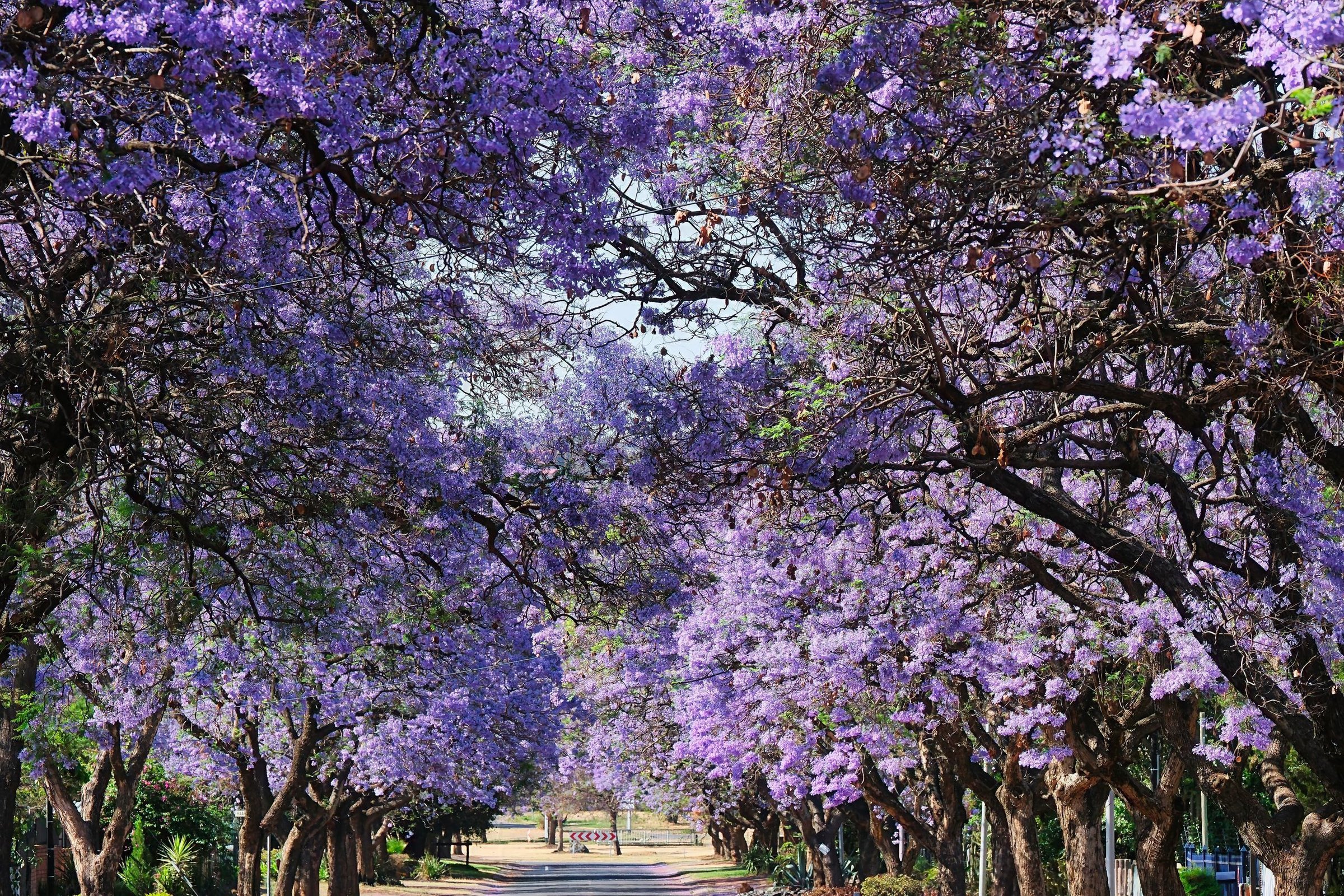 Terowongan pohon jacaranda dengan bunga ungu penuh di kedua sisi jalan