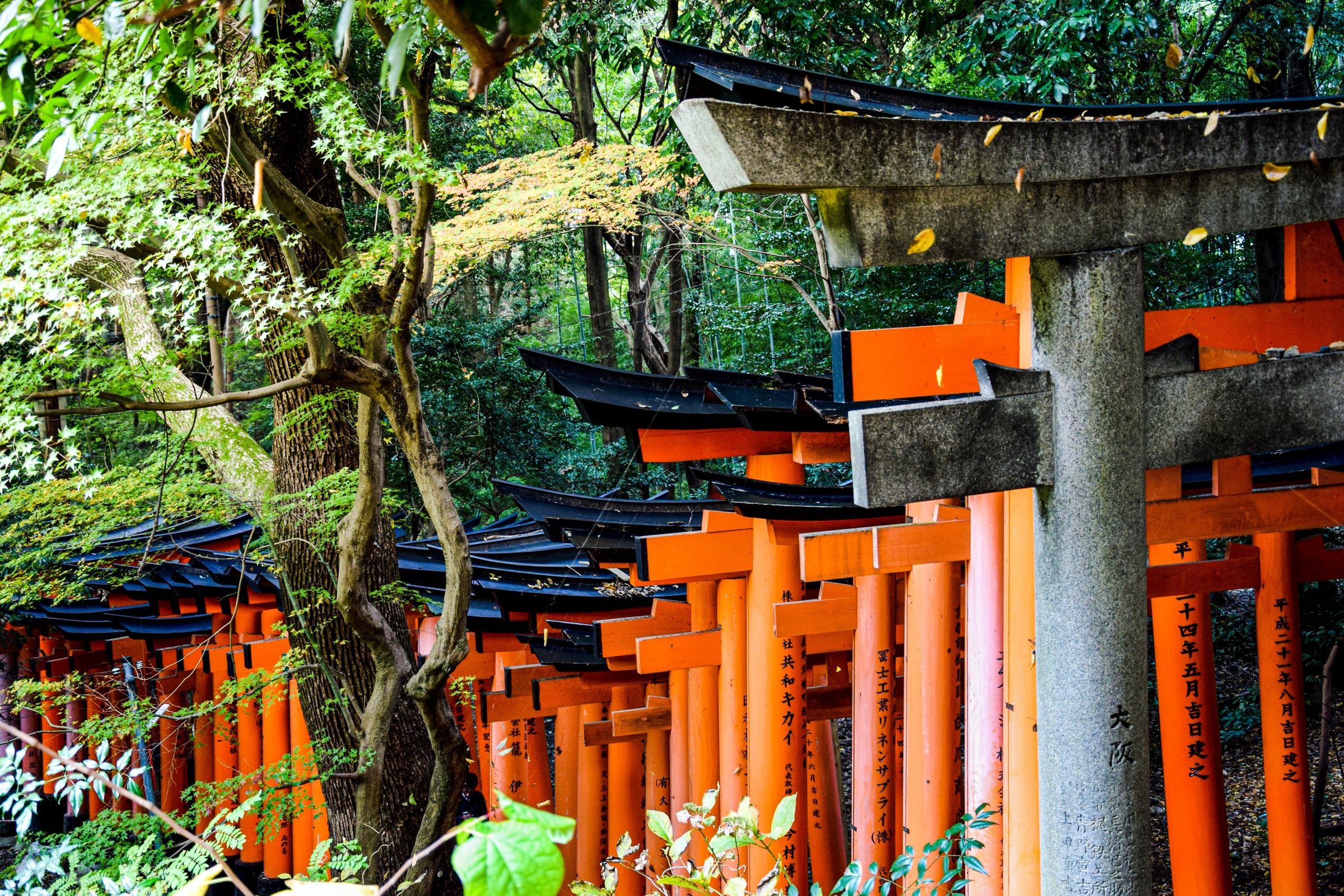 Deretan gerbang torii merah Fushimi Inari Kyoto
