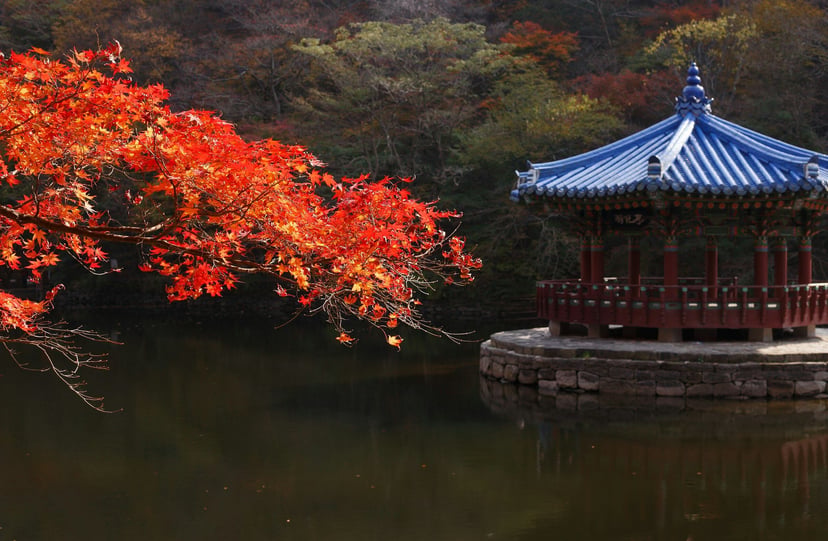 Rombongan berbusana tradisional Korea di halaman istana Seoul saat dedaunan berwarna merah.