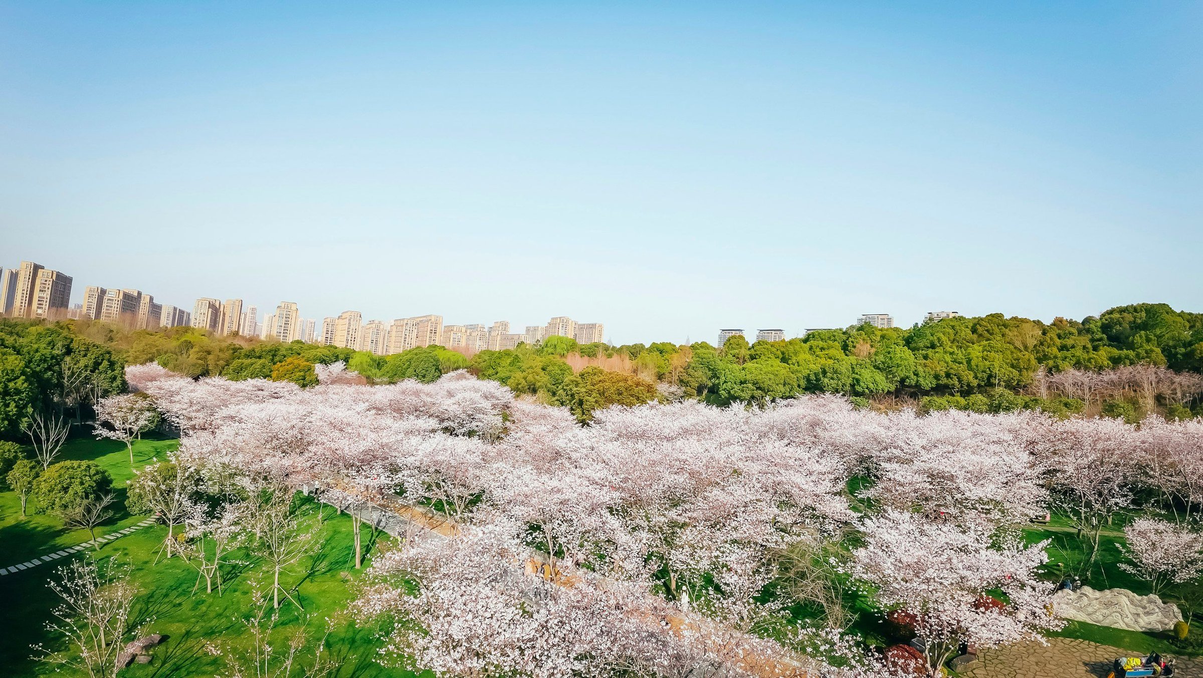 Pepohonan sakura bermekaran merah muda di taman musim semi dengan siluet kota di kejauhan