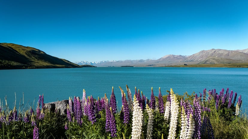 Lupin ungu di tepi danau biru Tekapo dengan latar barisan pegunungan bersalju.