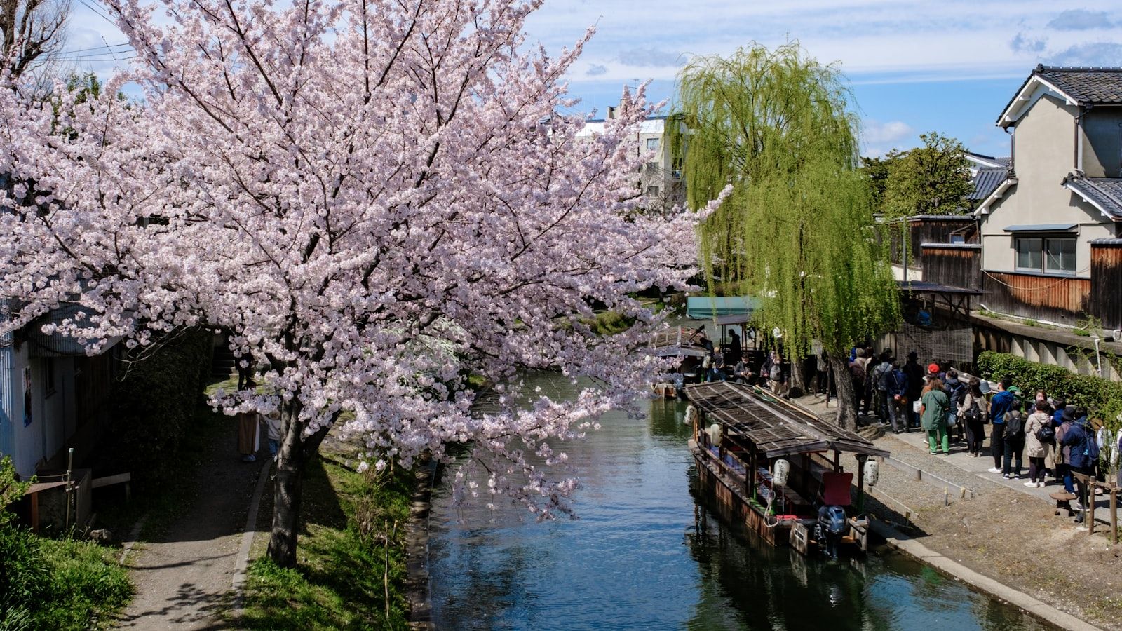 Pohon sakura mekar di tepi kanal dengan perahu dan keramaian wisatawan.