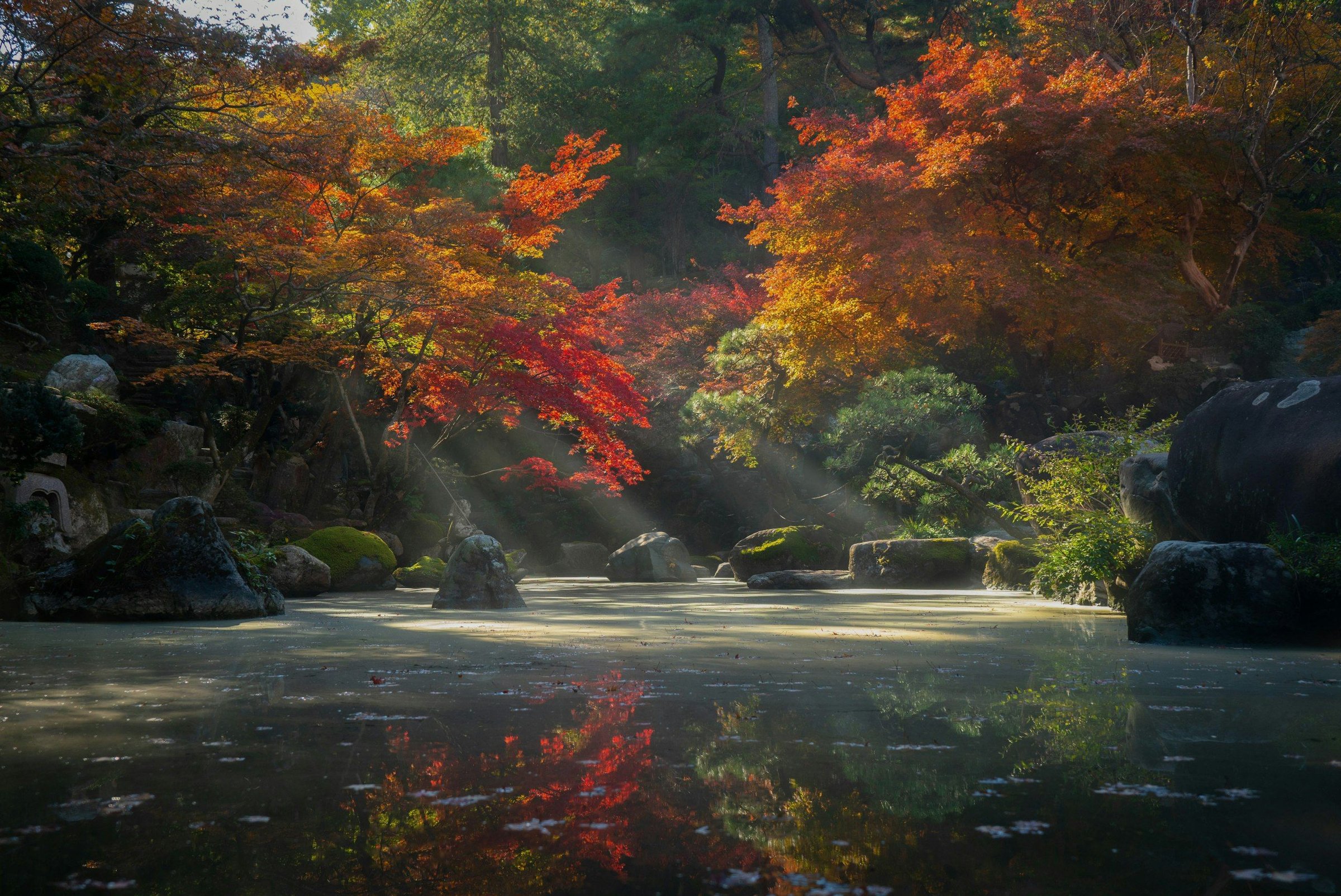 Dedaunan maple merah dan oranye musim gugur di taman Jepang dengan kolam tenang dan cahaya menembus pepohonan