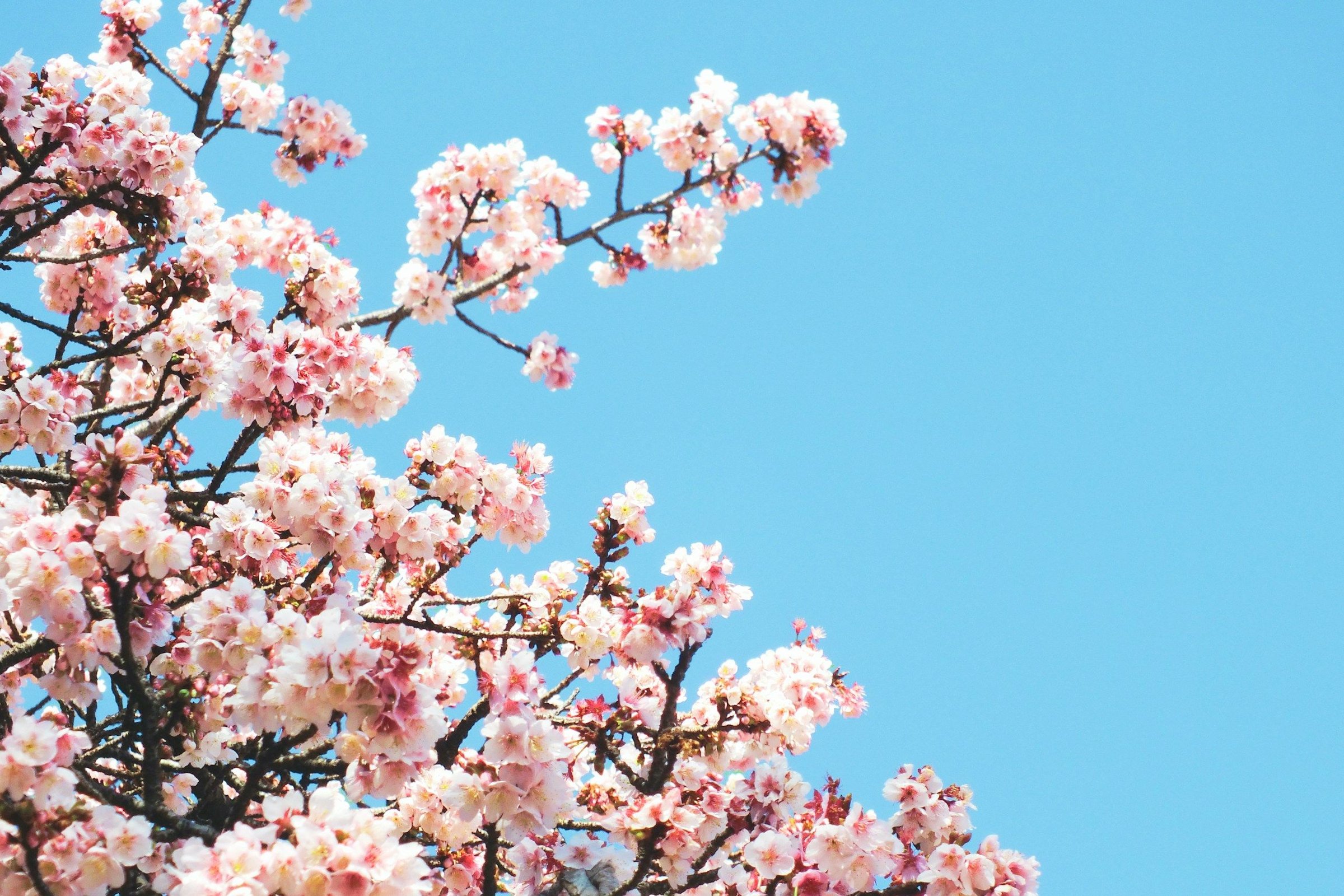 Bunga sakura mekar penuh dengan latar langit biru cerah tanpa gangguan