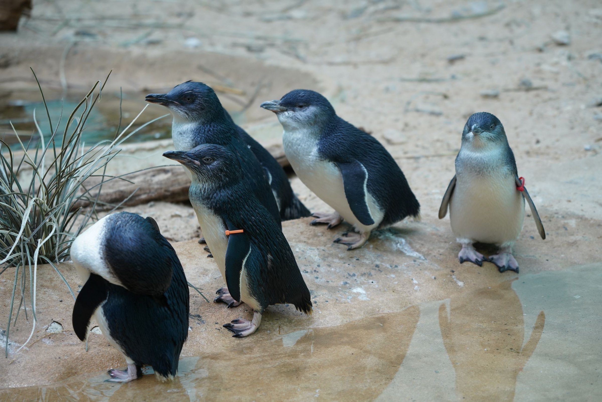 Kawanan little penguin di Philip Island