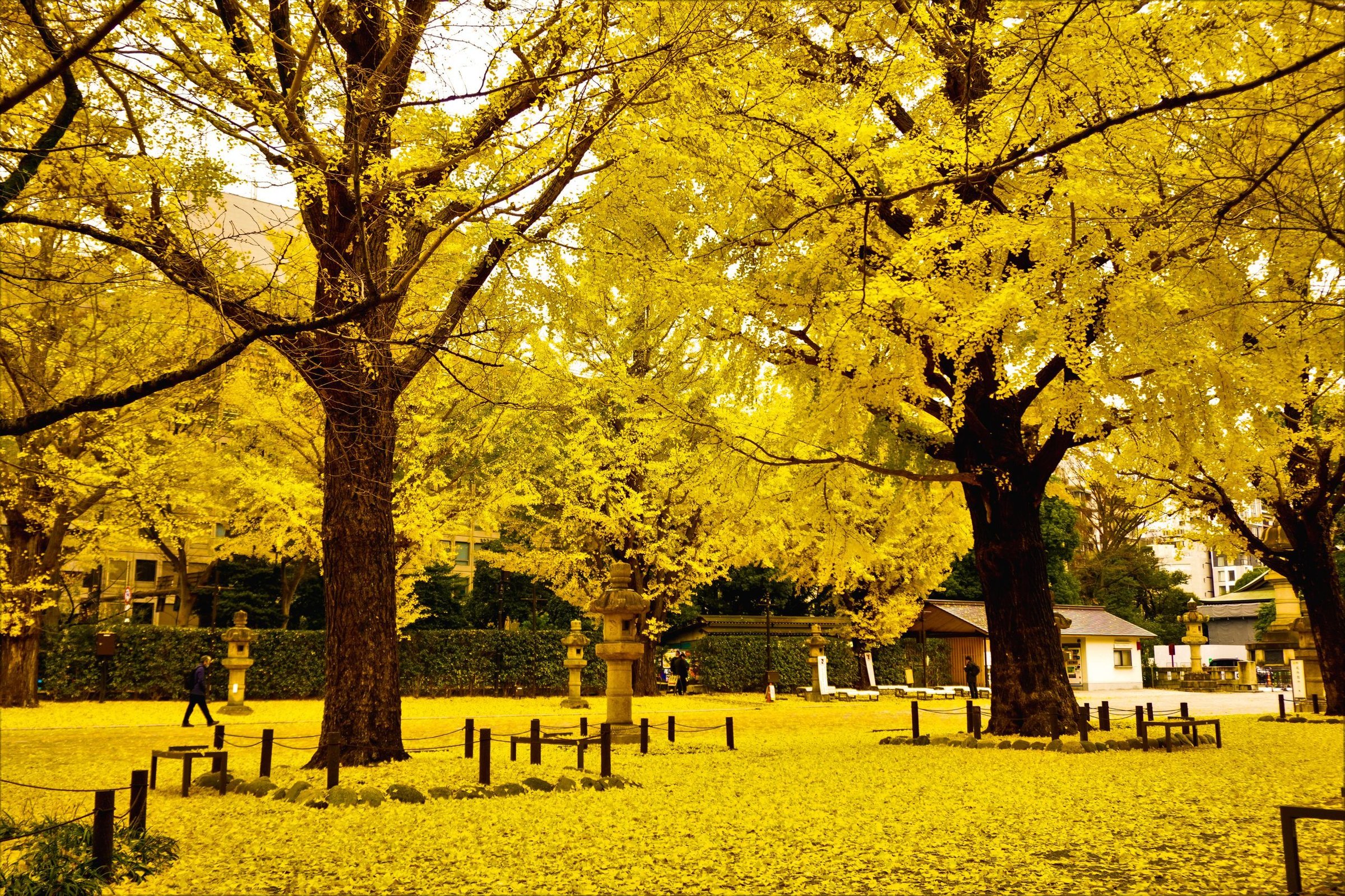 musim gugur di Jepang