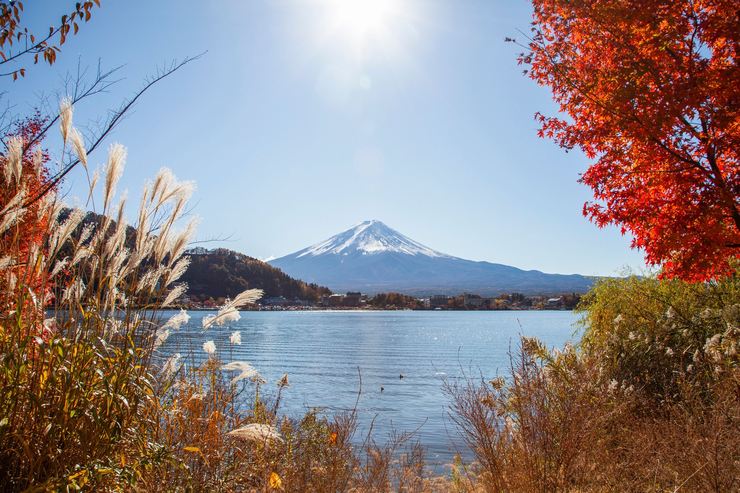Gunung Fuji di seberang Danau Kawaguchi dengan rumput pampas dan maple merah musim gugur