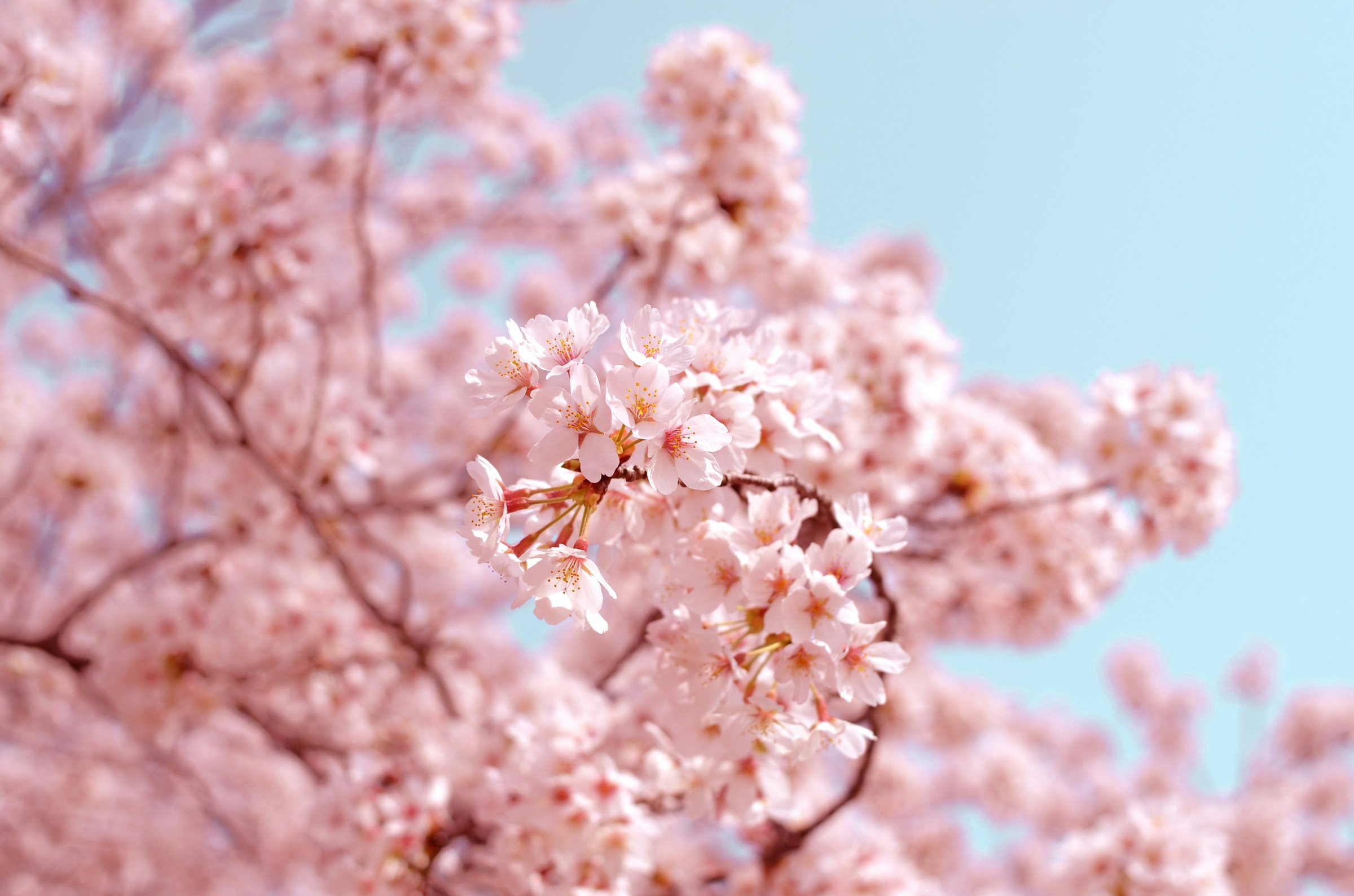 Sakura cherry blossom Jepang
