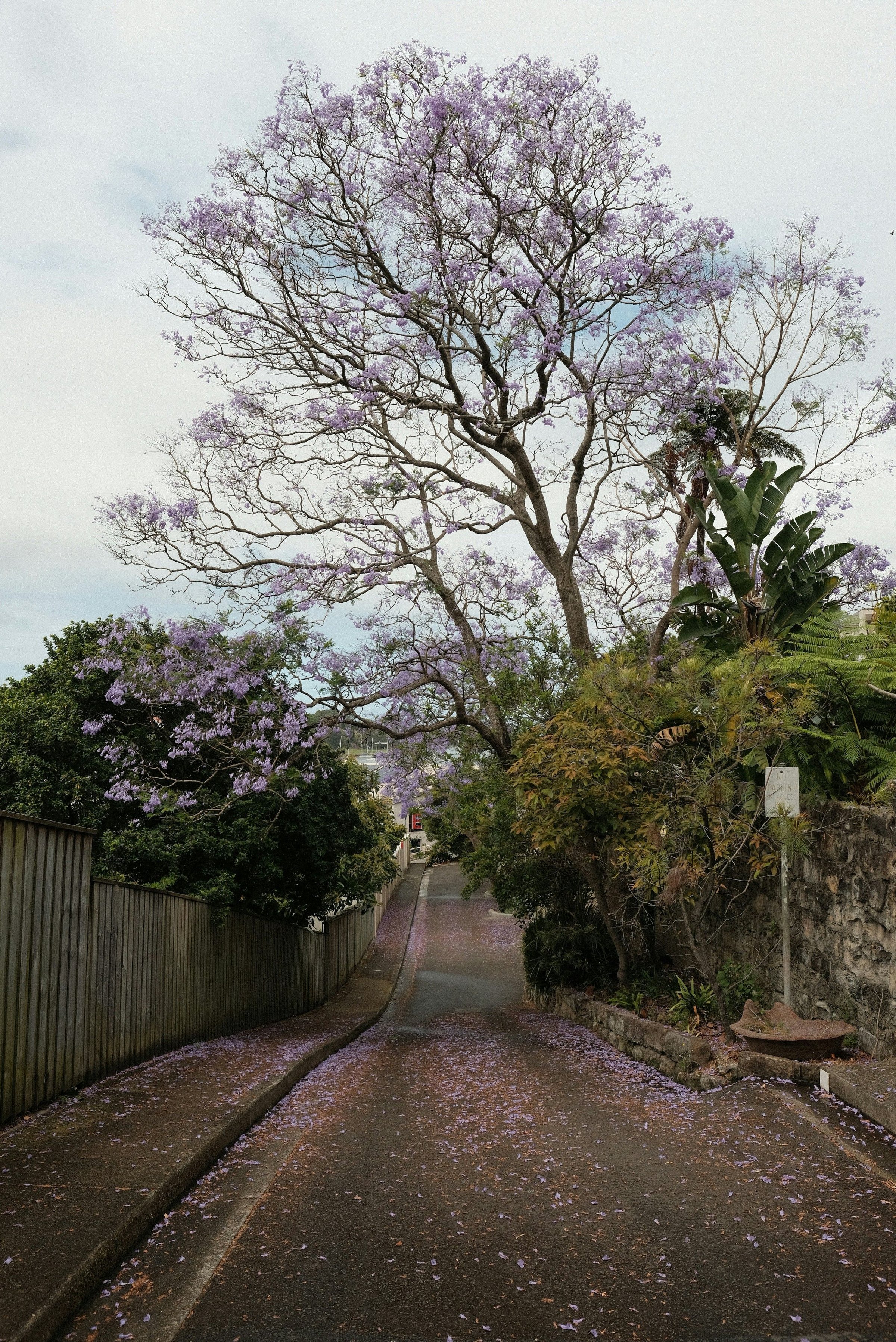 Jalan pemukiman Sydney dinaungi pohon jacaranda ungu dengan kelopak berguguran di aspal.