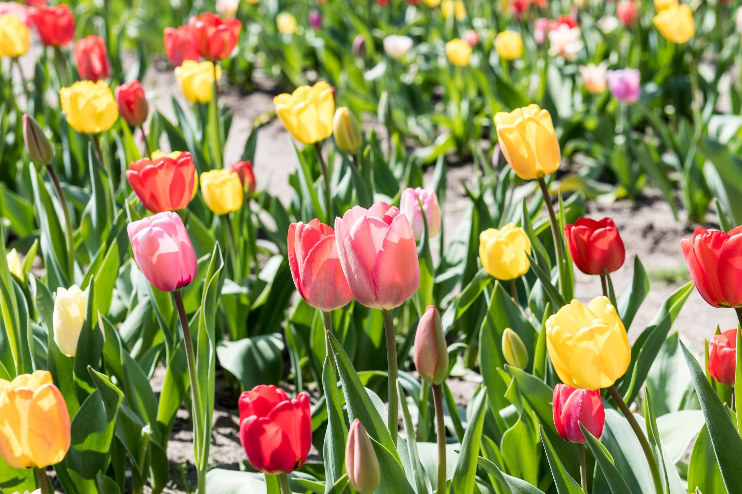 ladang tulip di Eropa
