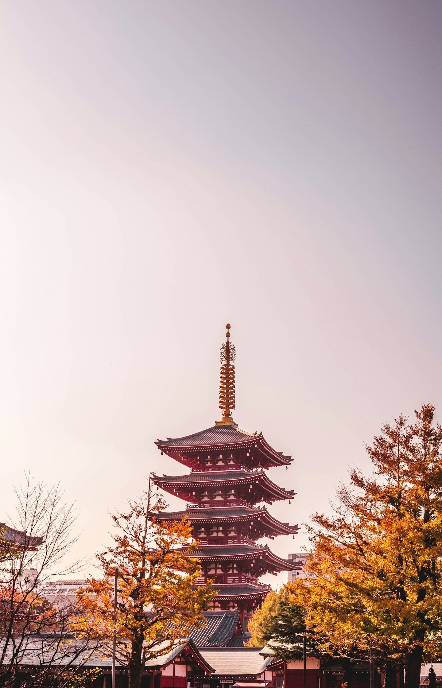 Pagoda Senso-ji berdiri di antara pepohonan kuning keemasan saat musim gugur di Asakusa, Tokyo