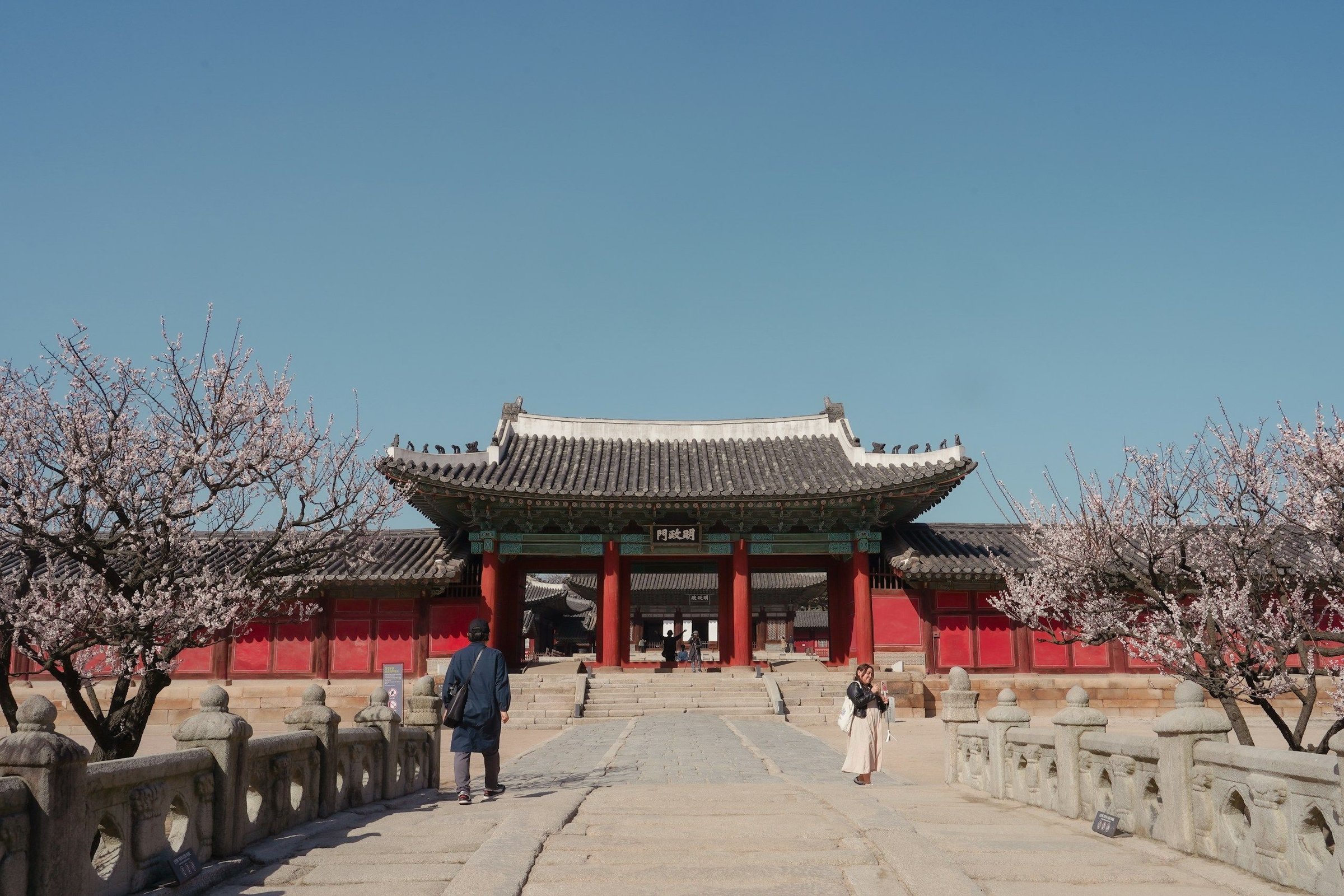Gerbang istana Korea dikelilingi bunga mekar penuh di bawah langit biru cerah