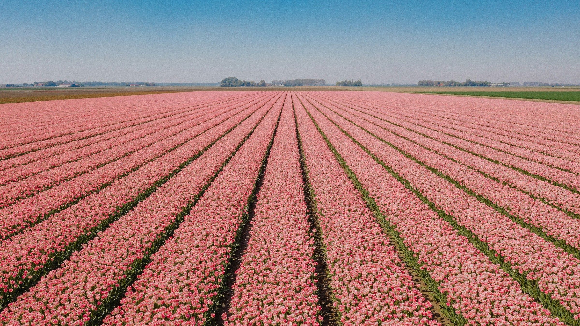 Hamparan tulip di Keukenhof, Belanda