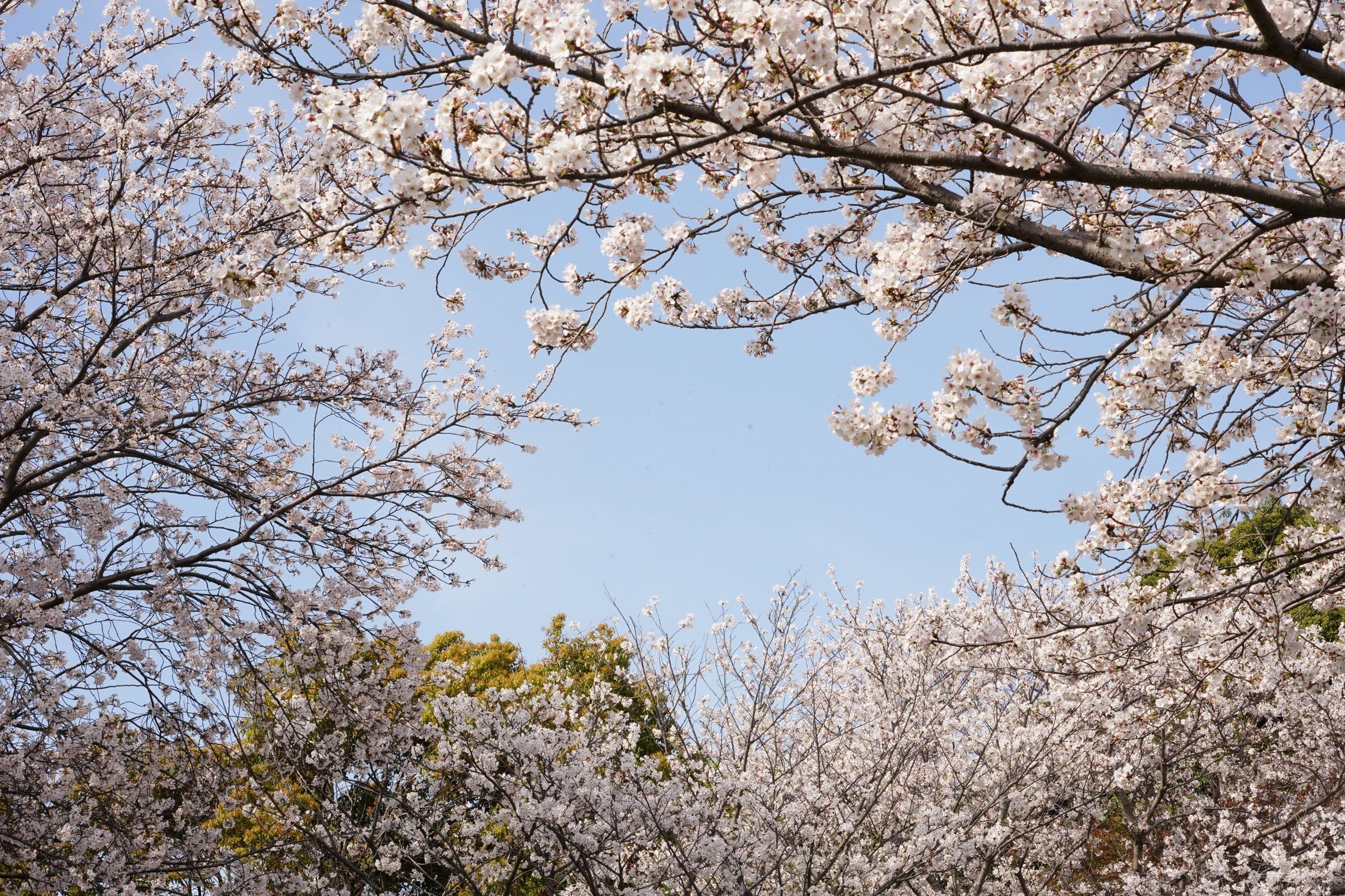musim semi di Jepang