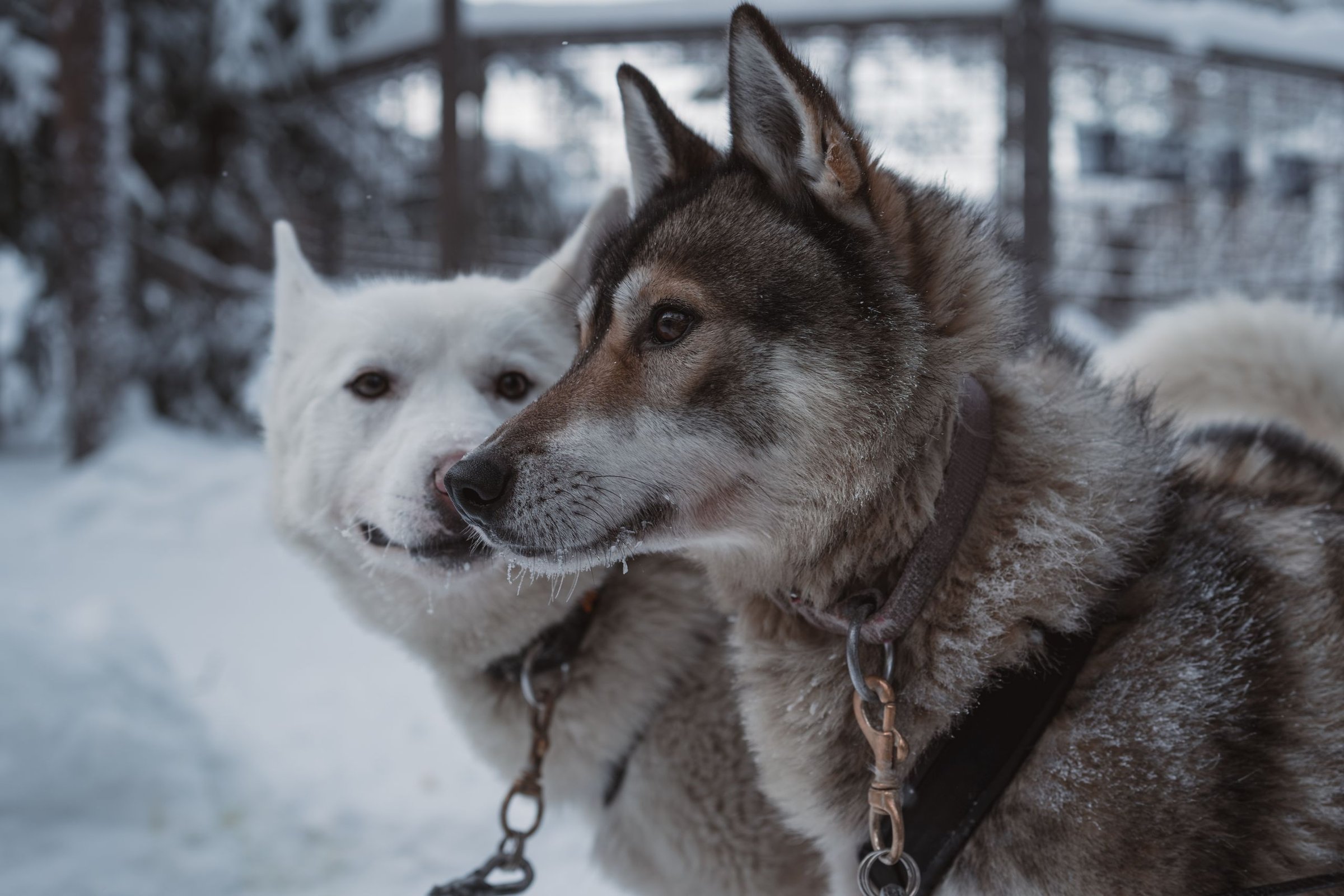 Husky & Reindeer Ride di Lapland