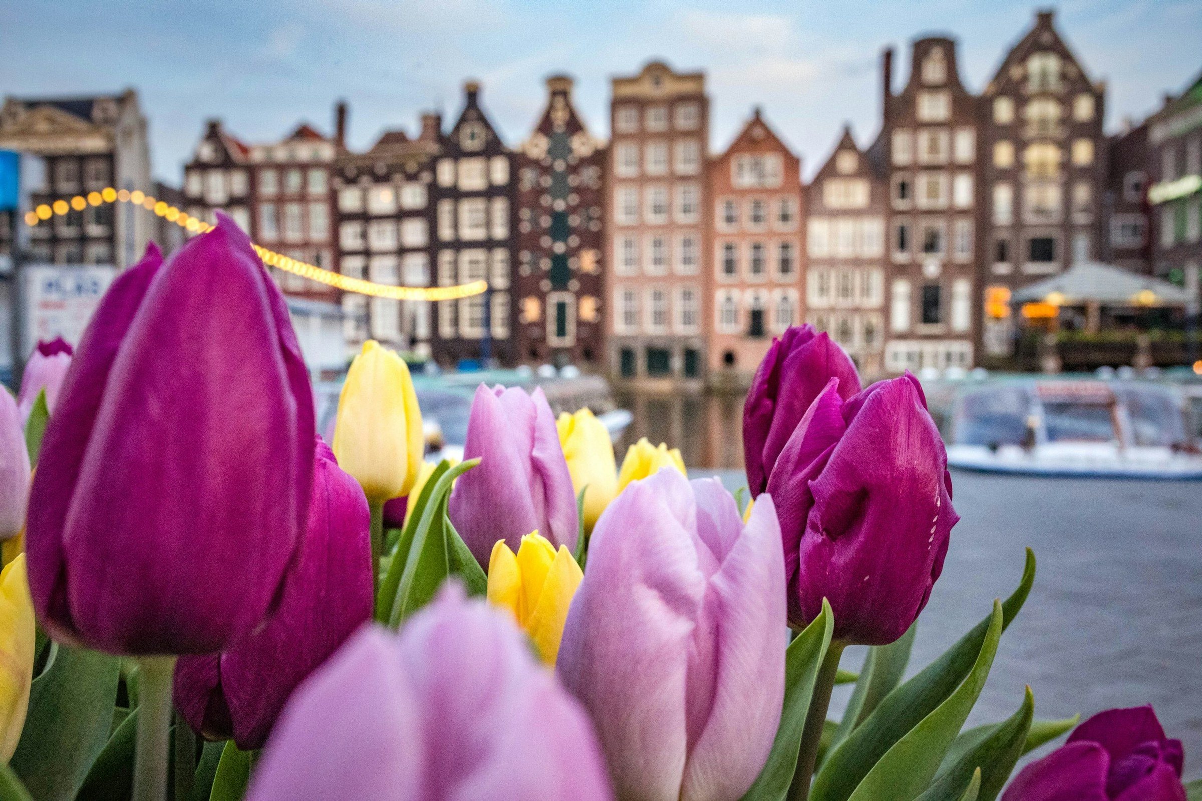 Panorama: ladang tulip di Amsterdam, Belanda