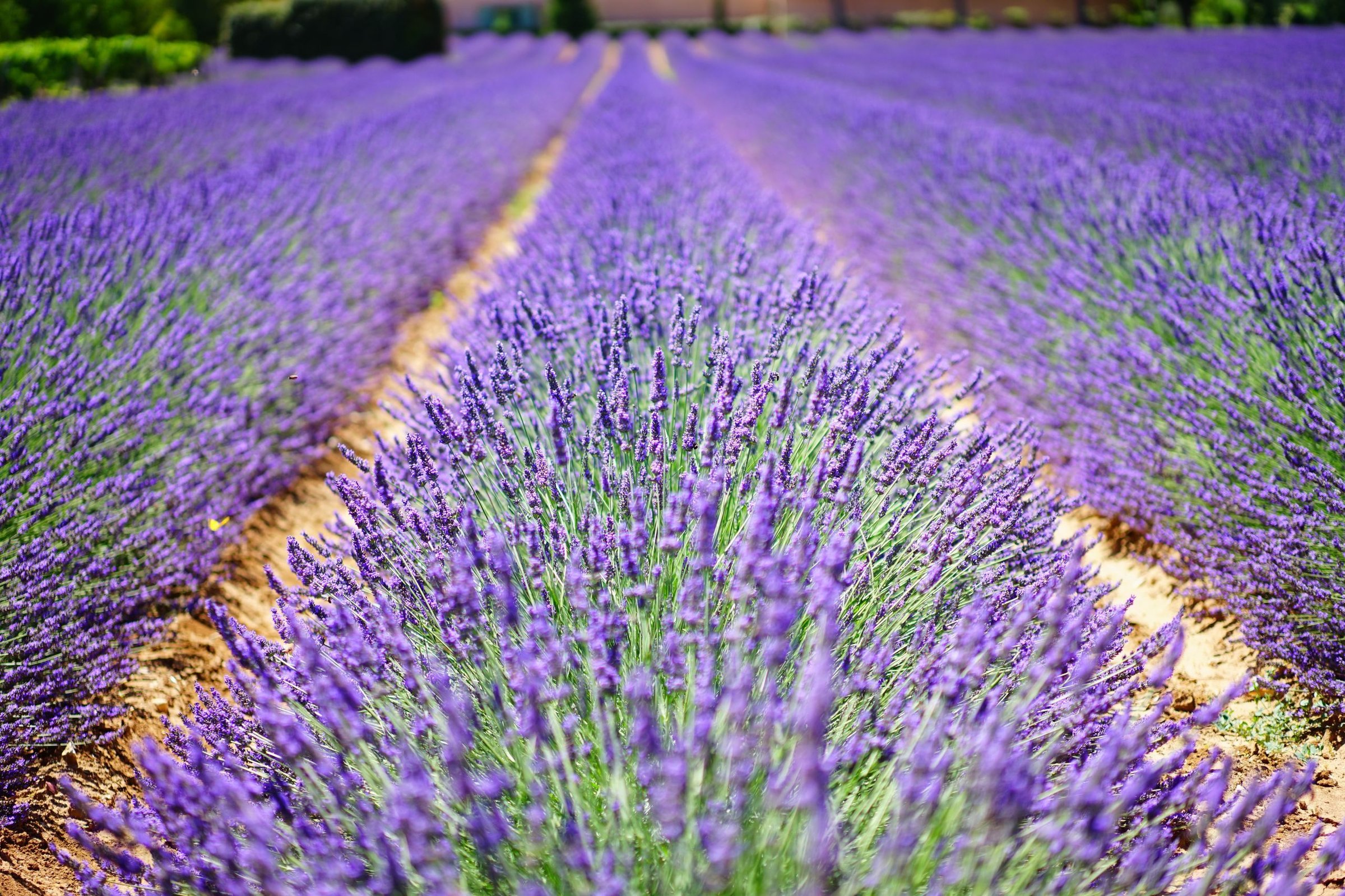 Ladang Lavender Wanaka