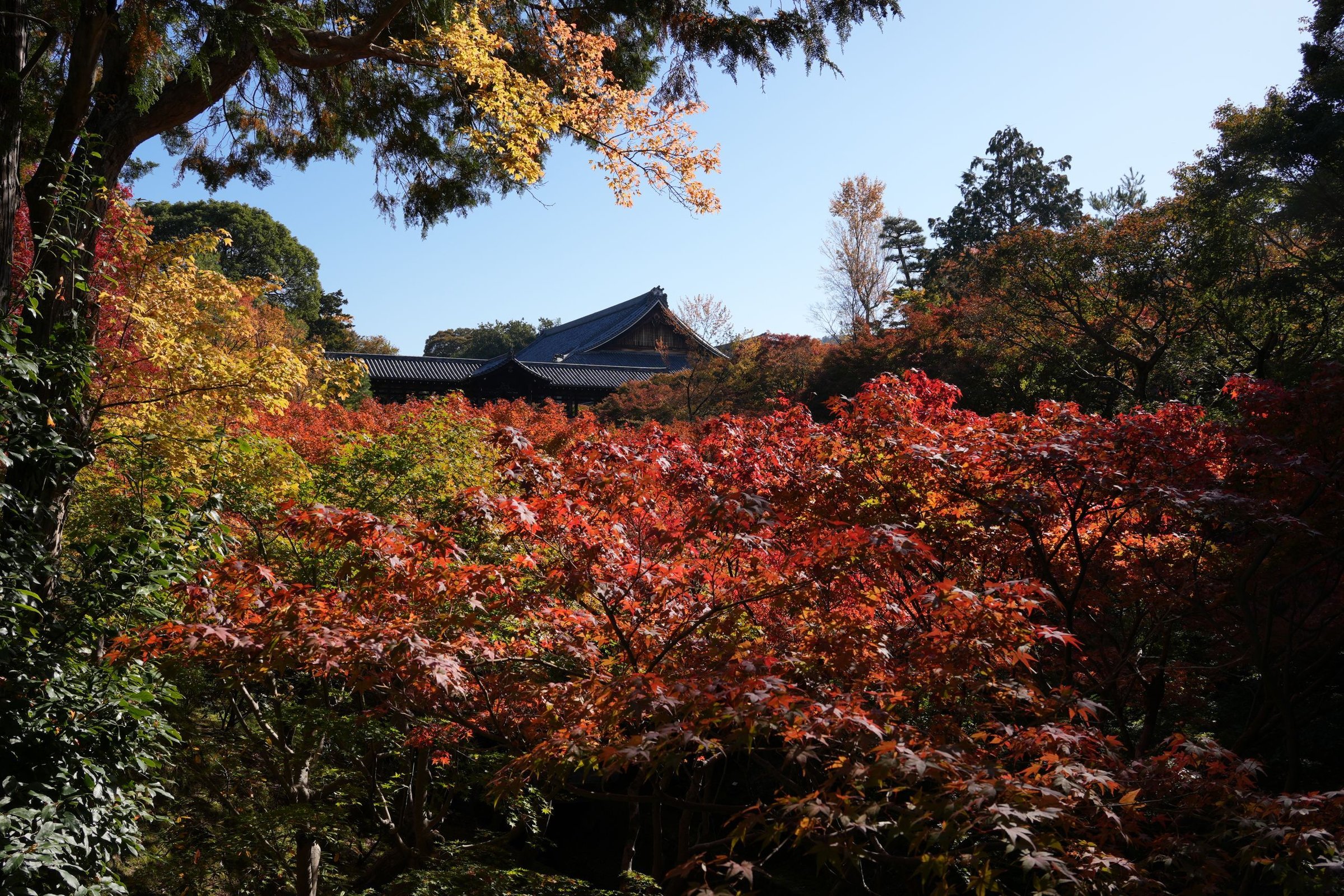 musim gugur di Jepang