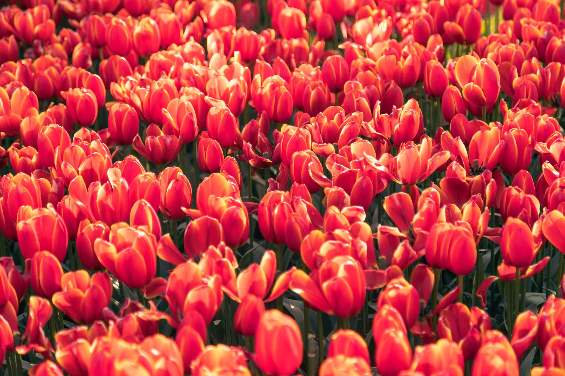 ladang tulip di Istanbul, Turki