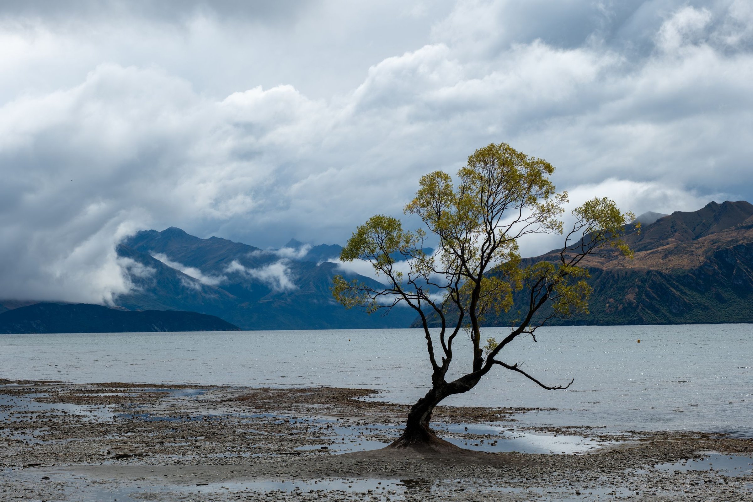 Pak Hendra (solo traveler): Berhenti sebentar di Lone Tree Wanaka, satu pohon di tepi Lake Wanaka yang selalu jadi titik henti rombongan