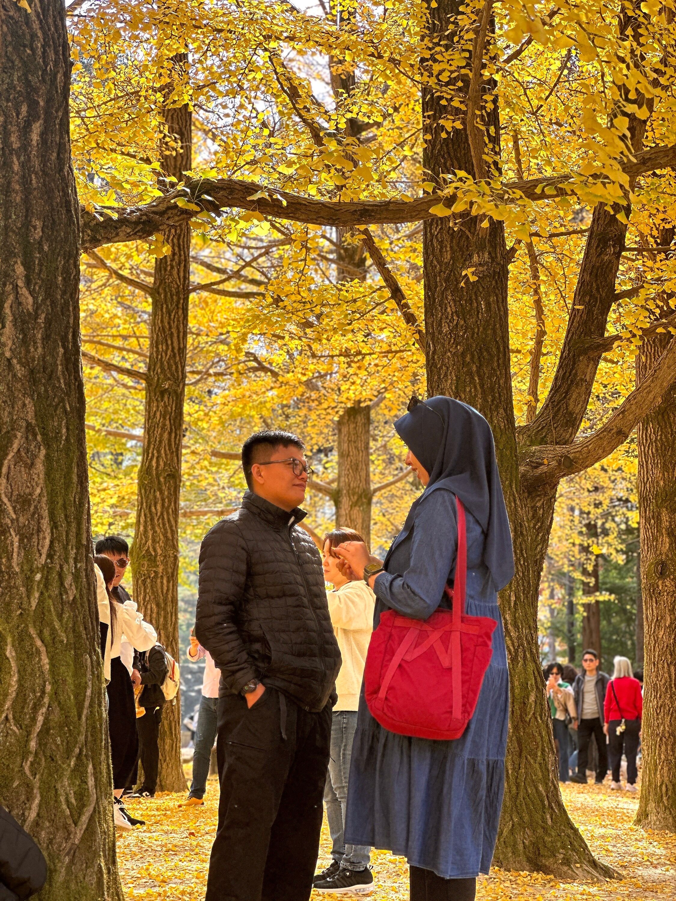 Tour Korea Autumn: Lorong ginkgo keemasan