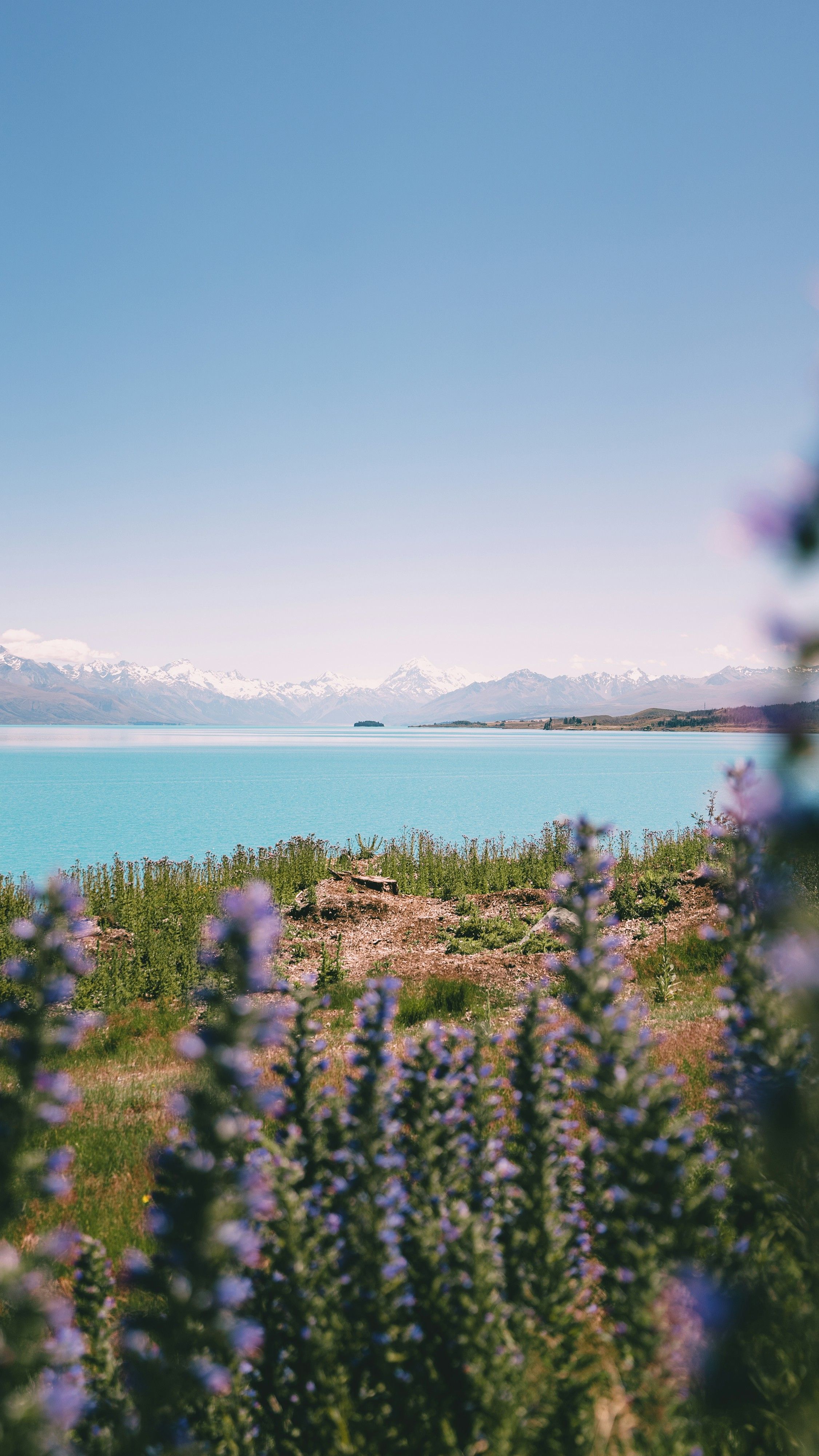Lupin ungu di tepi danau biru Tekapo dengan latar barisan pegunungan bersalju.