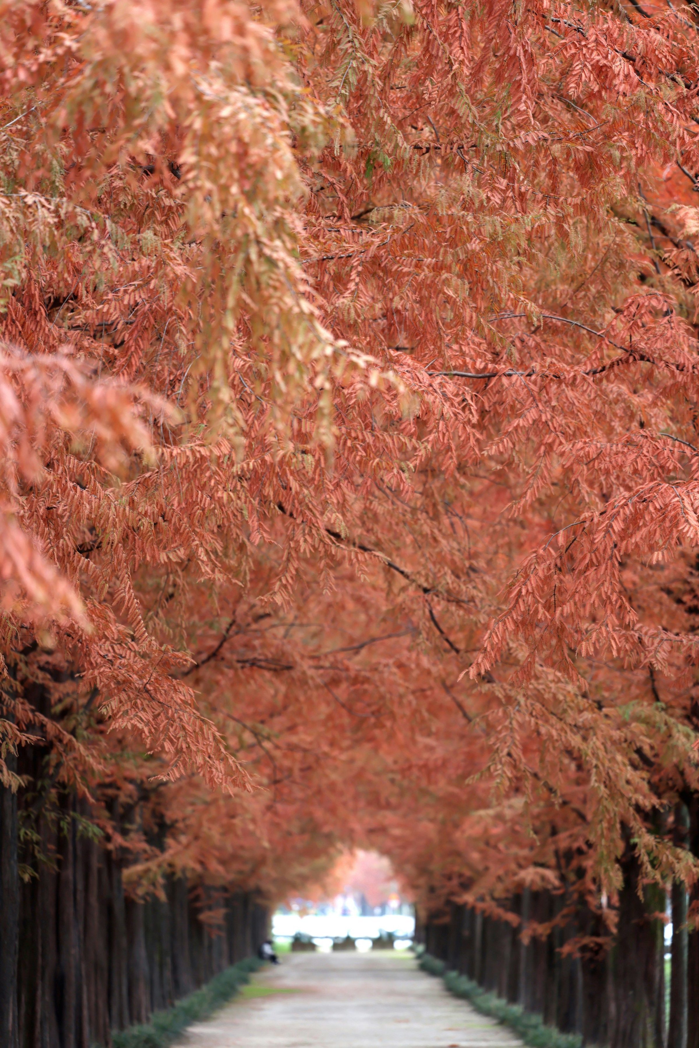 Lorong pohon metasequoia berdaun merah-jingga di musim gugur Korea