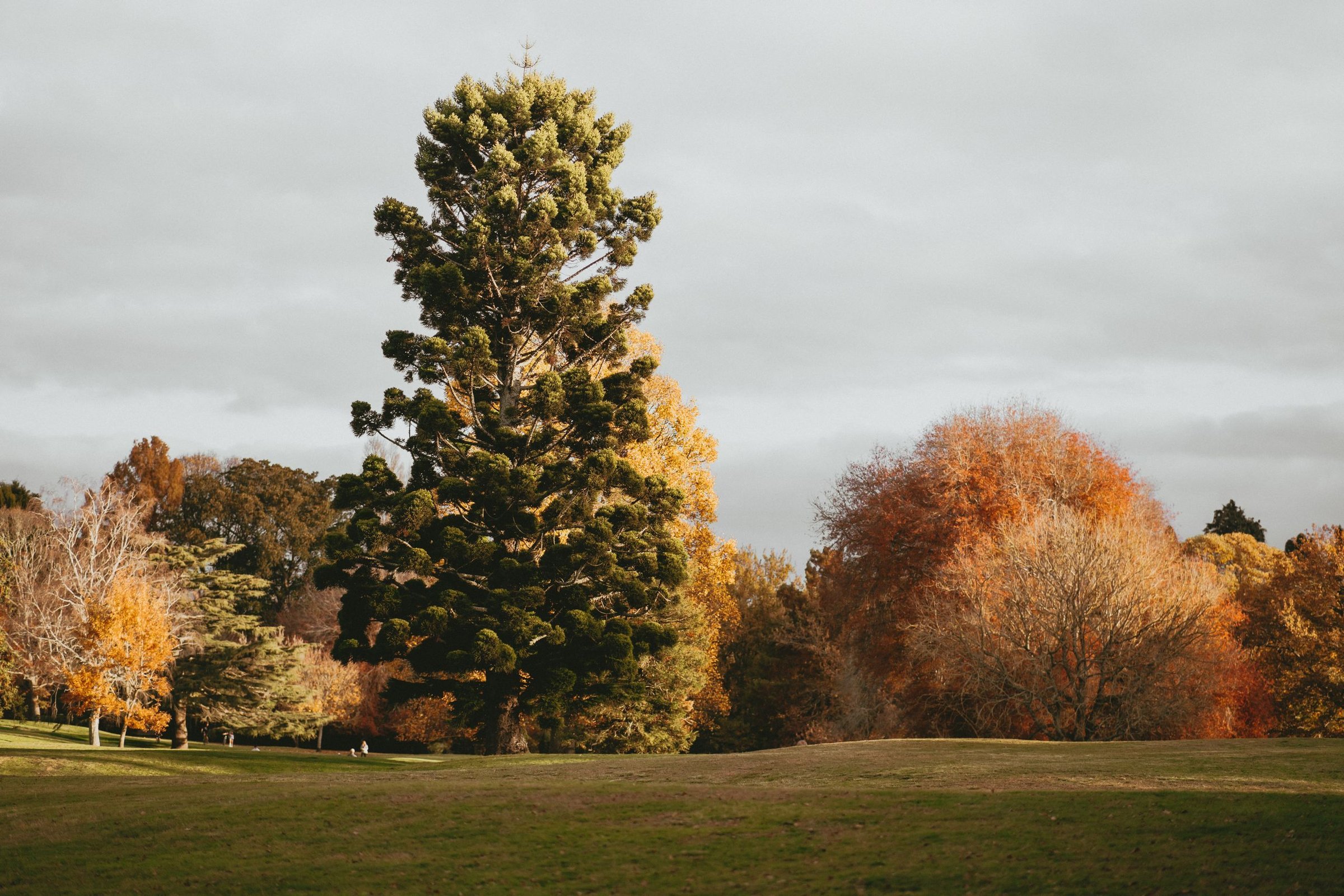 Taman musim gugur di Christchurch