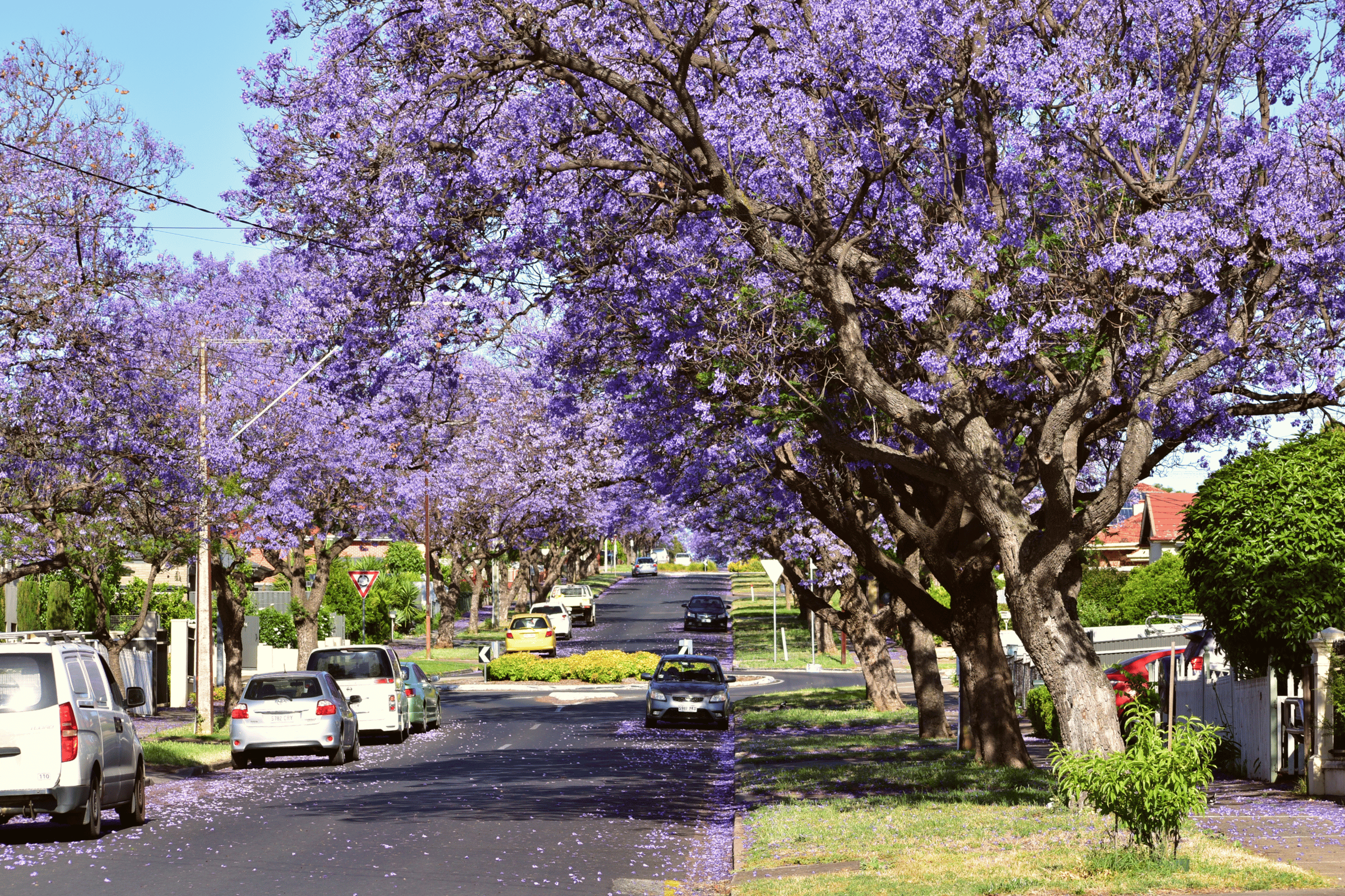 Jalan pemukiman Australia dinaungi deretan pohon jacaranda ungu yang sedang mekar