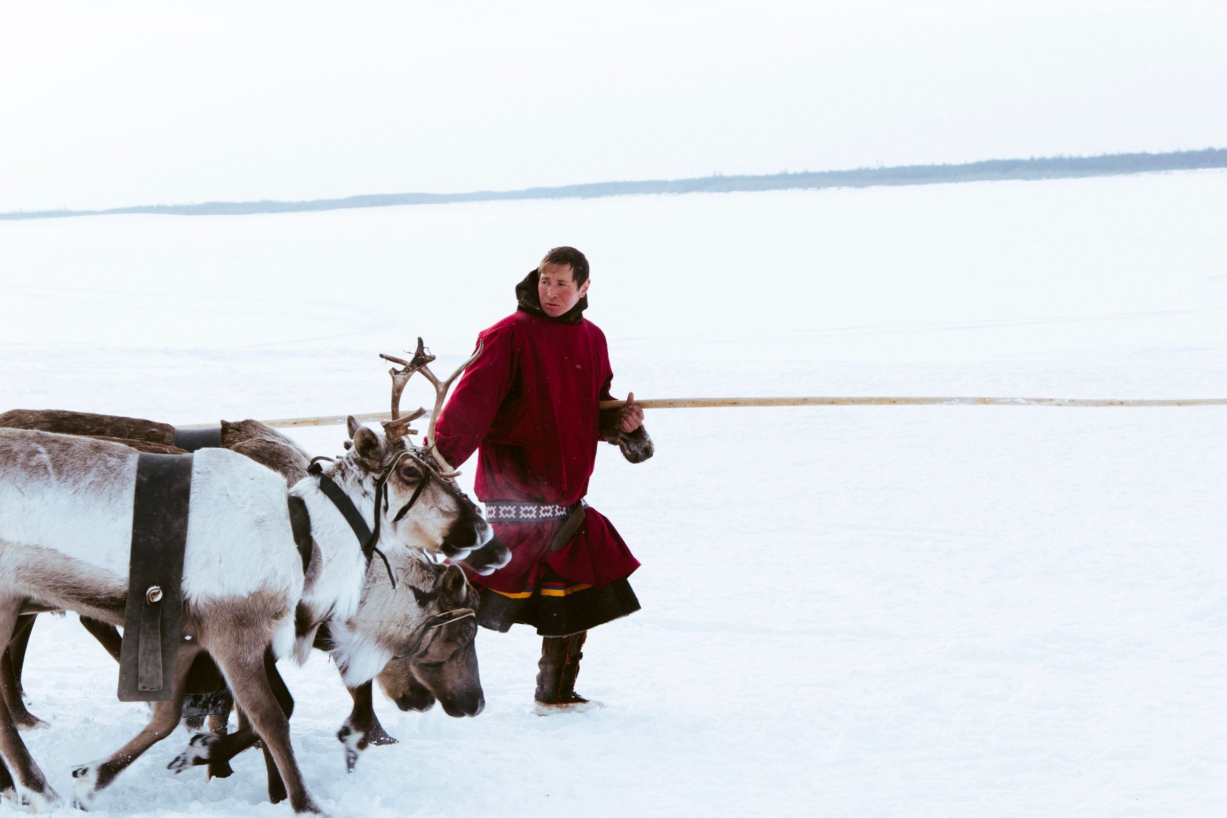 Reindeer Lapland: Berkenalan dengan rusa kutub dan penggembalanya.
