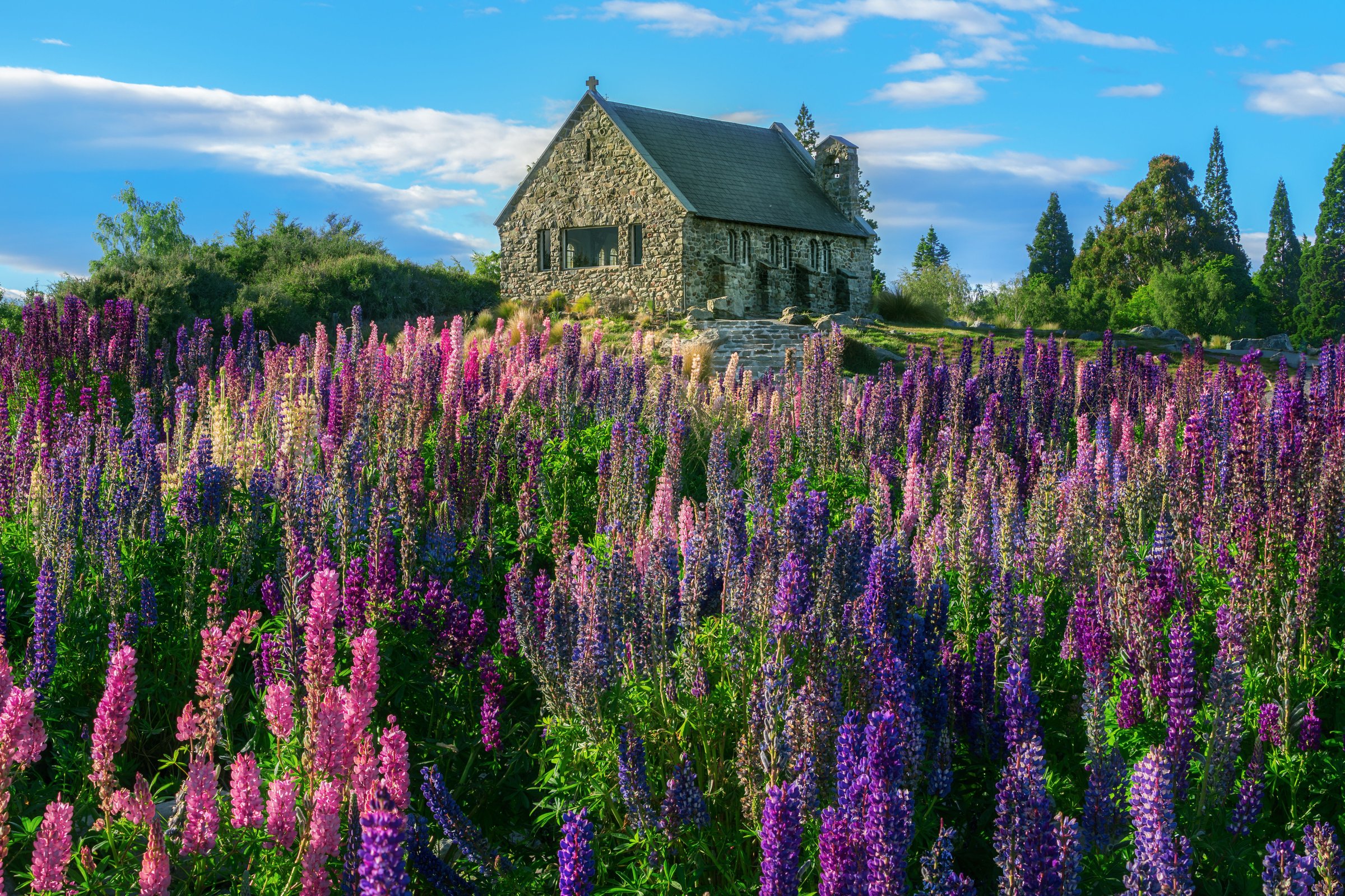 Hamparan lupin ungu mekar di tepi Lake Tekapo dengan Church of the Good Shepherd di kejauhan